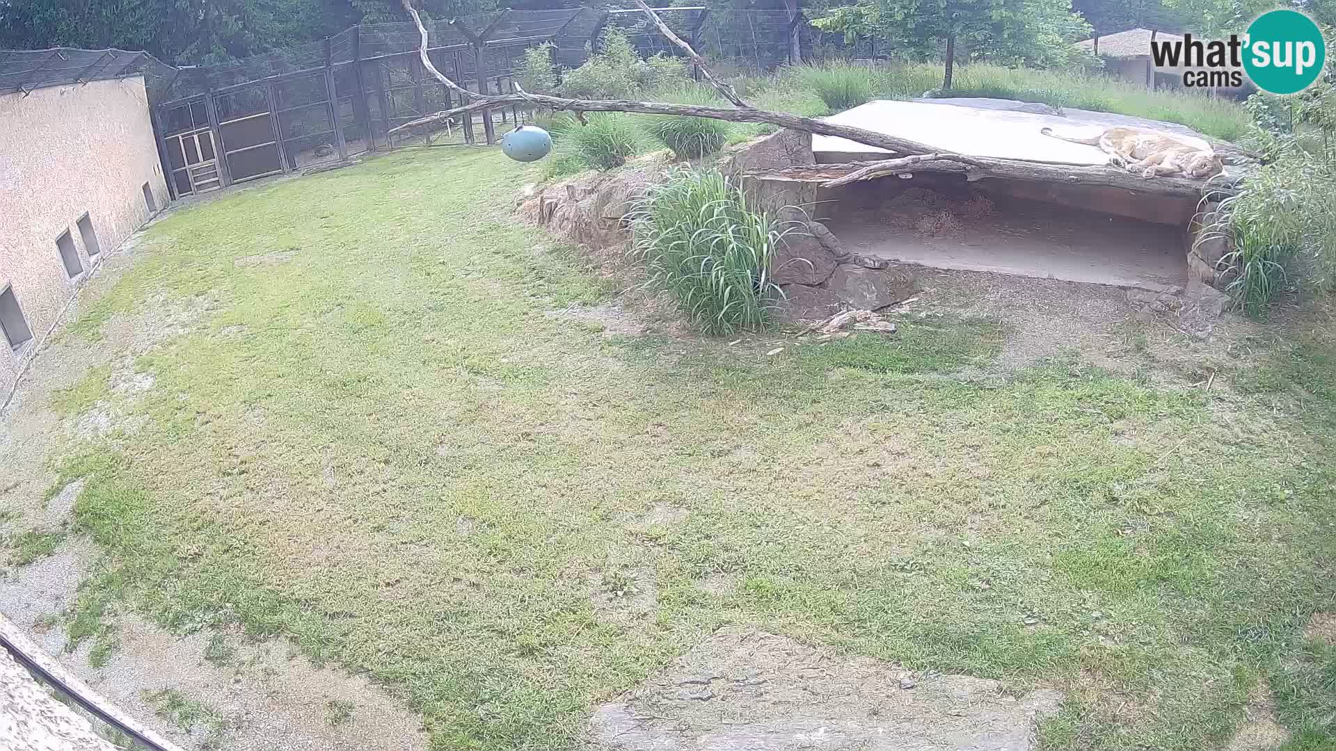 LION live Webcam in Ljubljana Zoo – Slovenia
