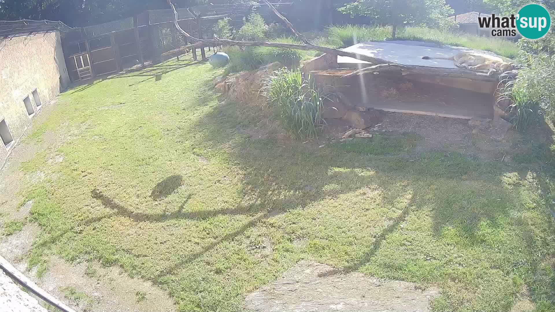 LEONE live Webcam nello zoo di Lubiana – Slovenia