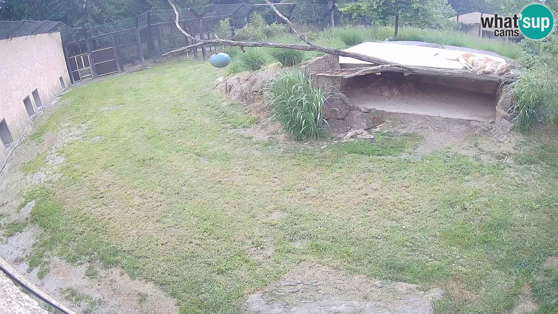 LION webcam en direct du zoo de Ljubljana – Slovénie