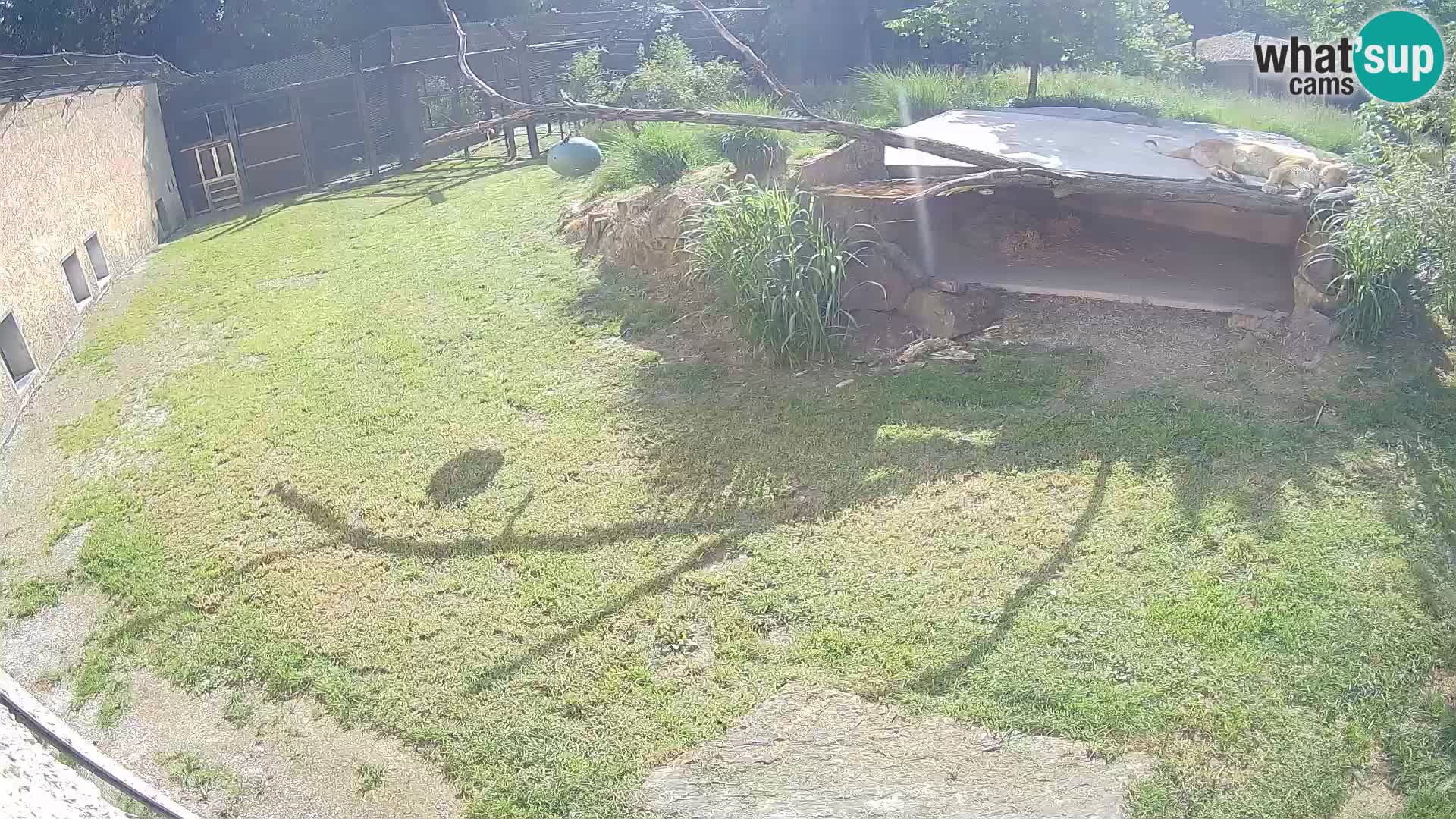 LION webcam en direct du zoo de Ljubljana – Slovénie
