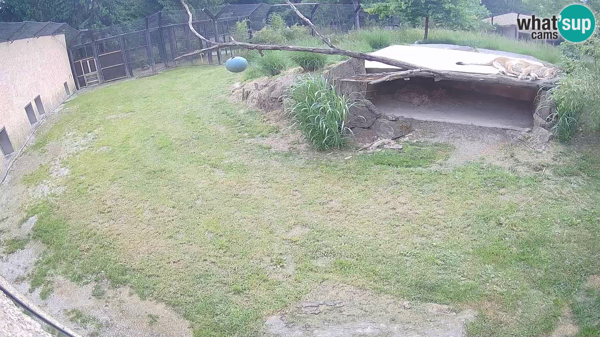 Lavovi web kamera uživo u ljubljanskom zoološkom vrtu – Slovenija