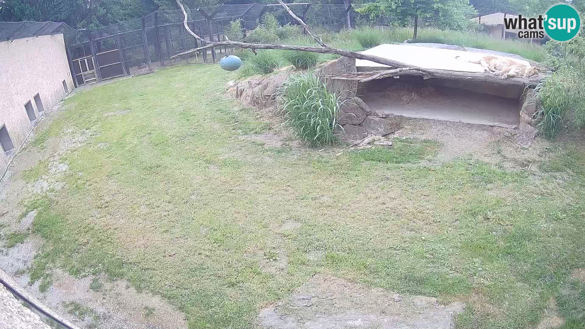 LEONE live Webcam nello zoo di Lubiana – Slovenia