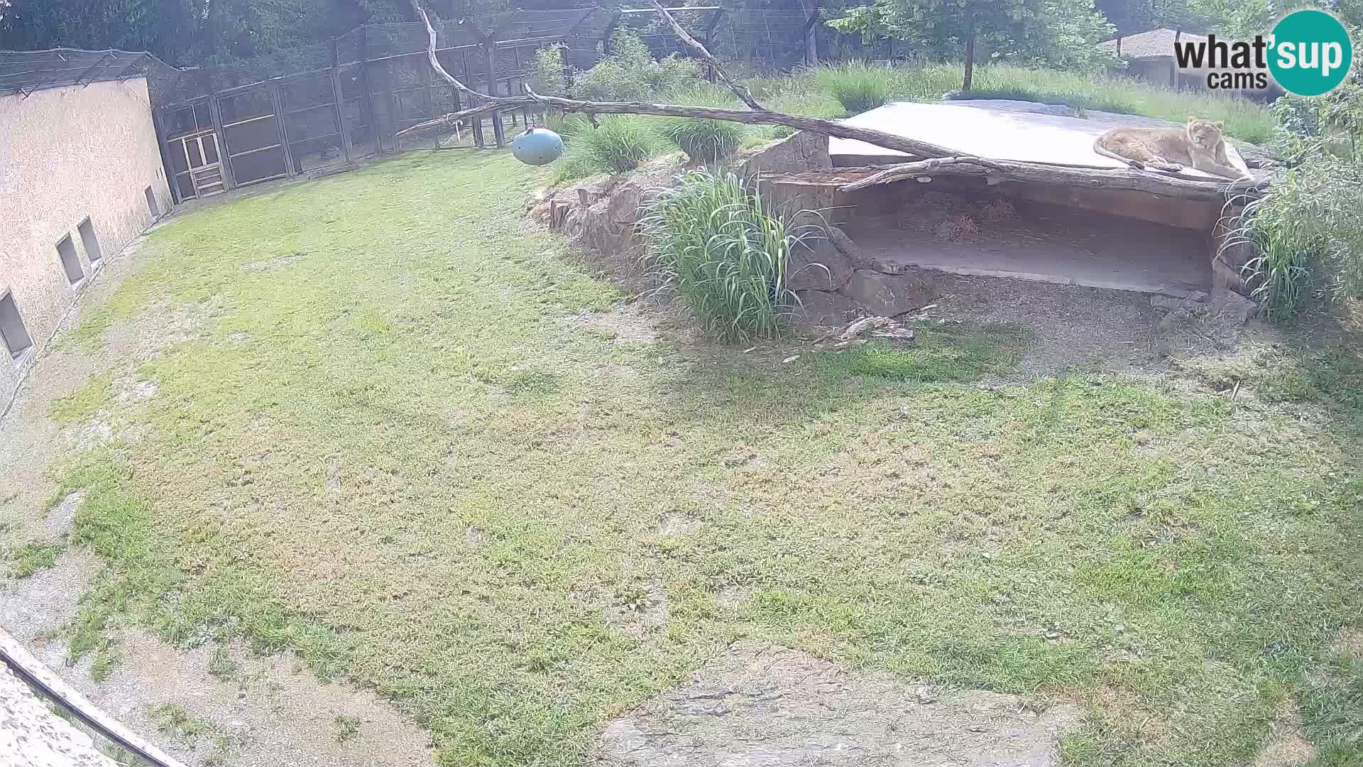 Lavovi web kamera uživo u ljubljanskom zoološkom vrtu – Slovenija