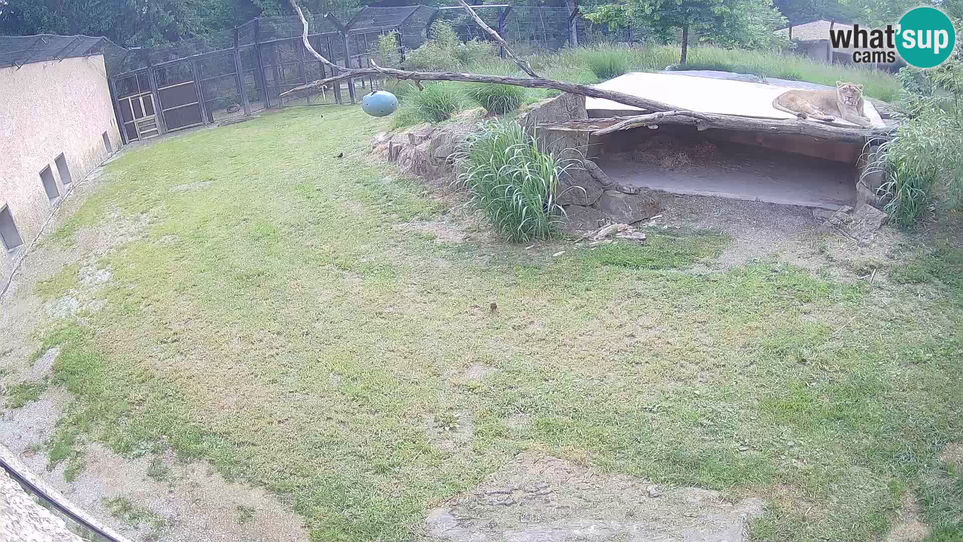 LION webcam en direct du zoo de Ljubljana – Slovénie