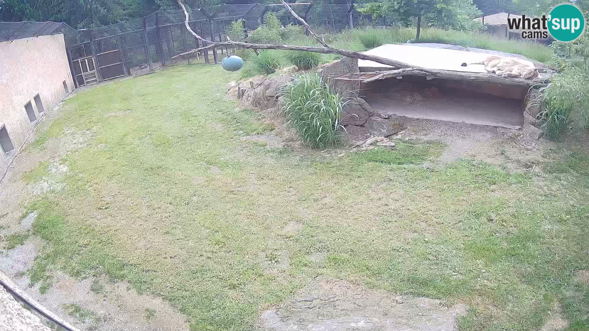 LION live Webcam in Ljubljana Zoo – Slovenia