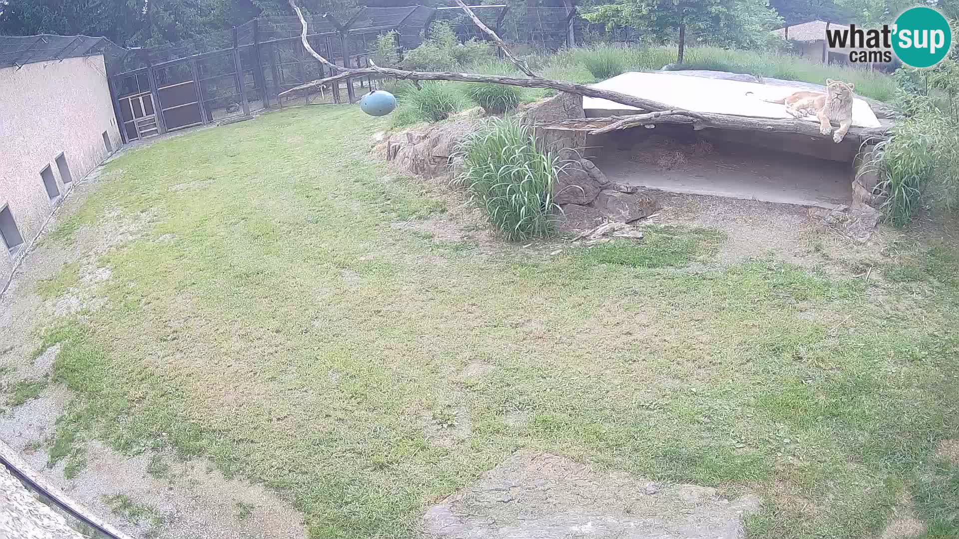 LEVI spletna kamera v živalskem vrtu Ljubljana Zoo