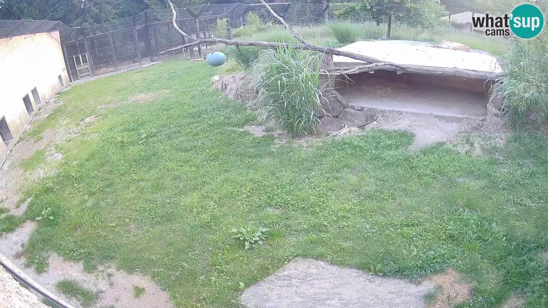 LEONE live Webcam nello zoo di Lubiana – Slovenia
