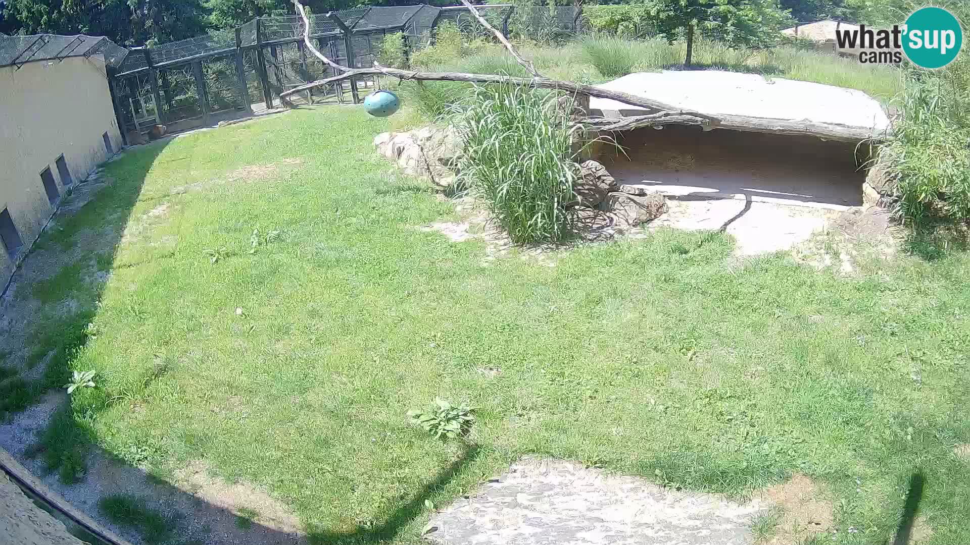 LION live Webcam in Ljubljana Zoo – Slovenia