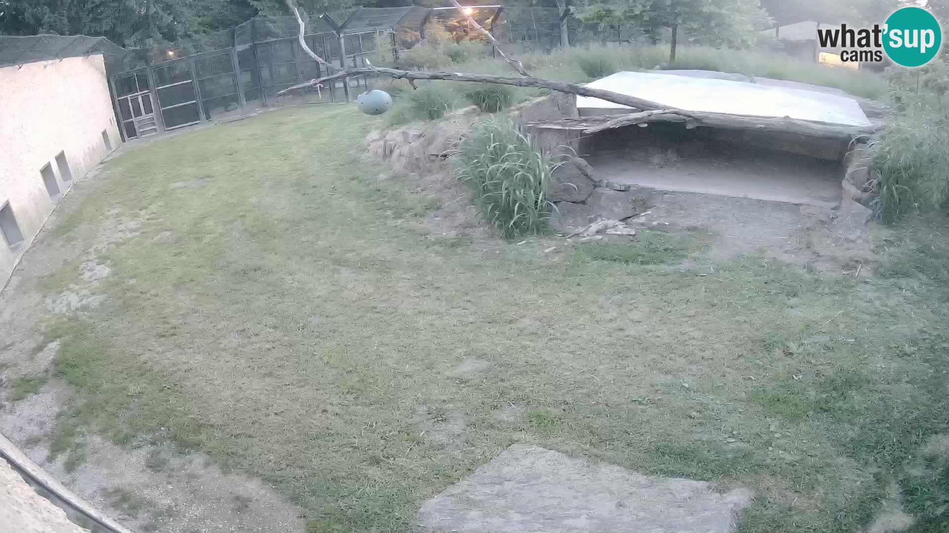 LEVI spletna kamera v živalskem vrtu Ljubljana Zoo