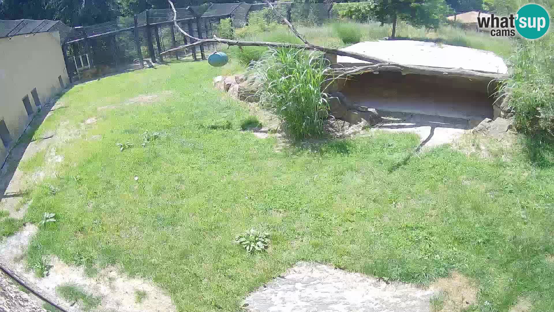 LION live Webcam in Ljubljana Zoo – Slovenia