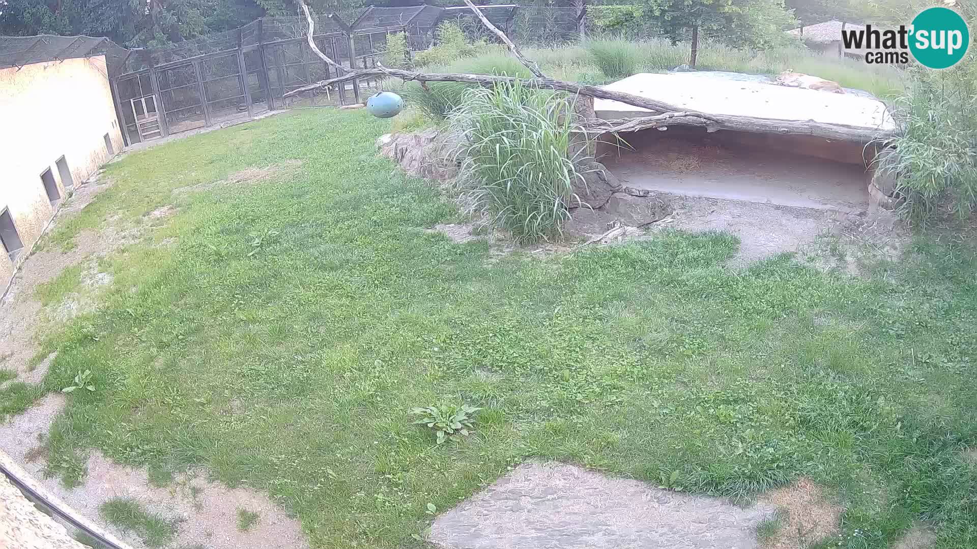 LION live Webcam in Ljubljana Zoo – Slovenia