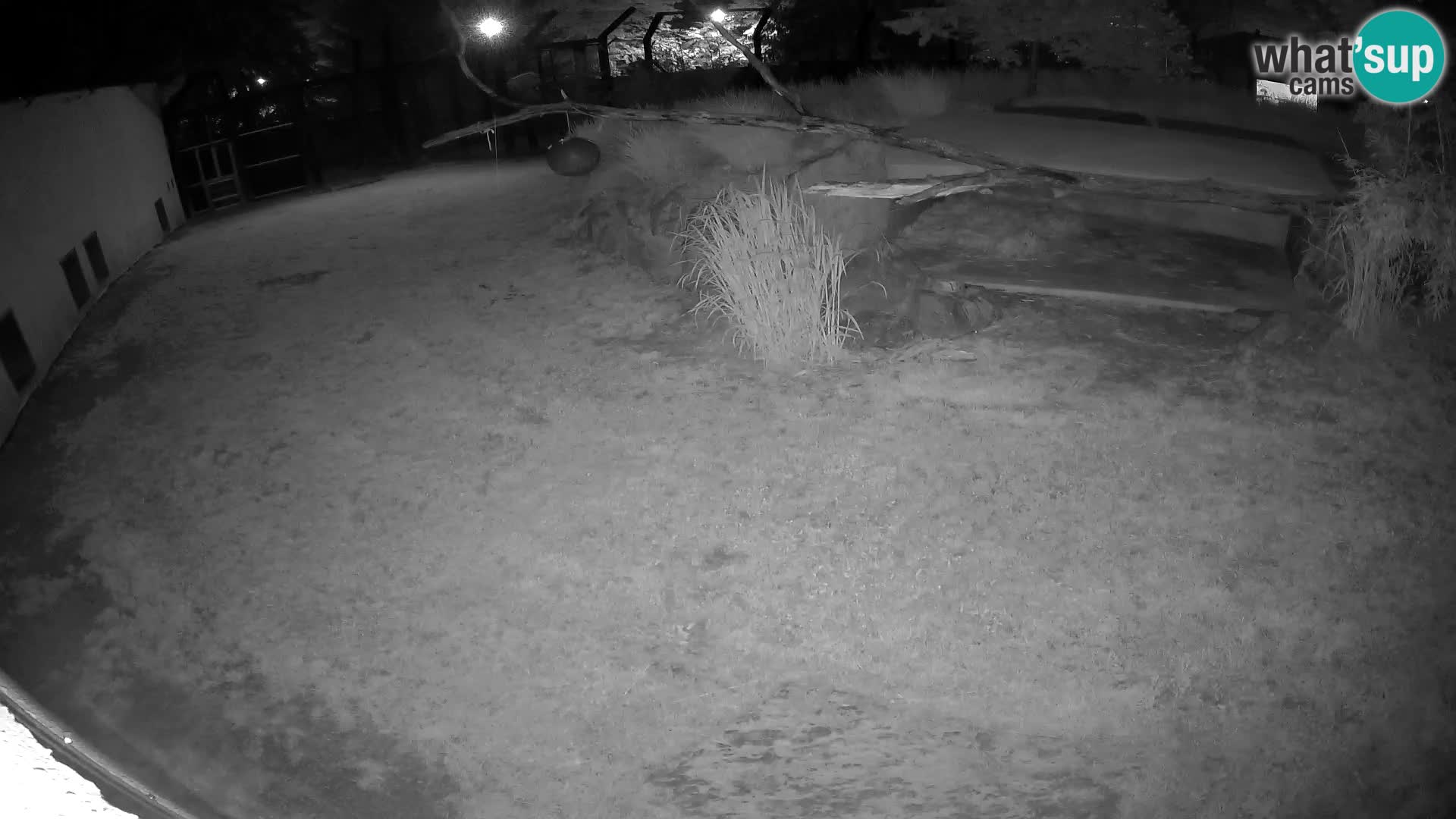 LION webcam en direct du zoo de Ljubljana – Slovénie