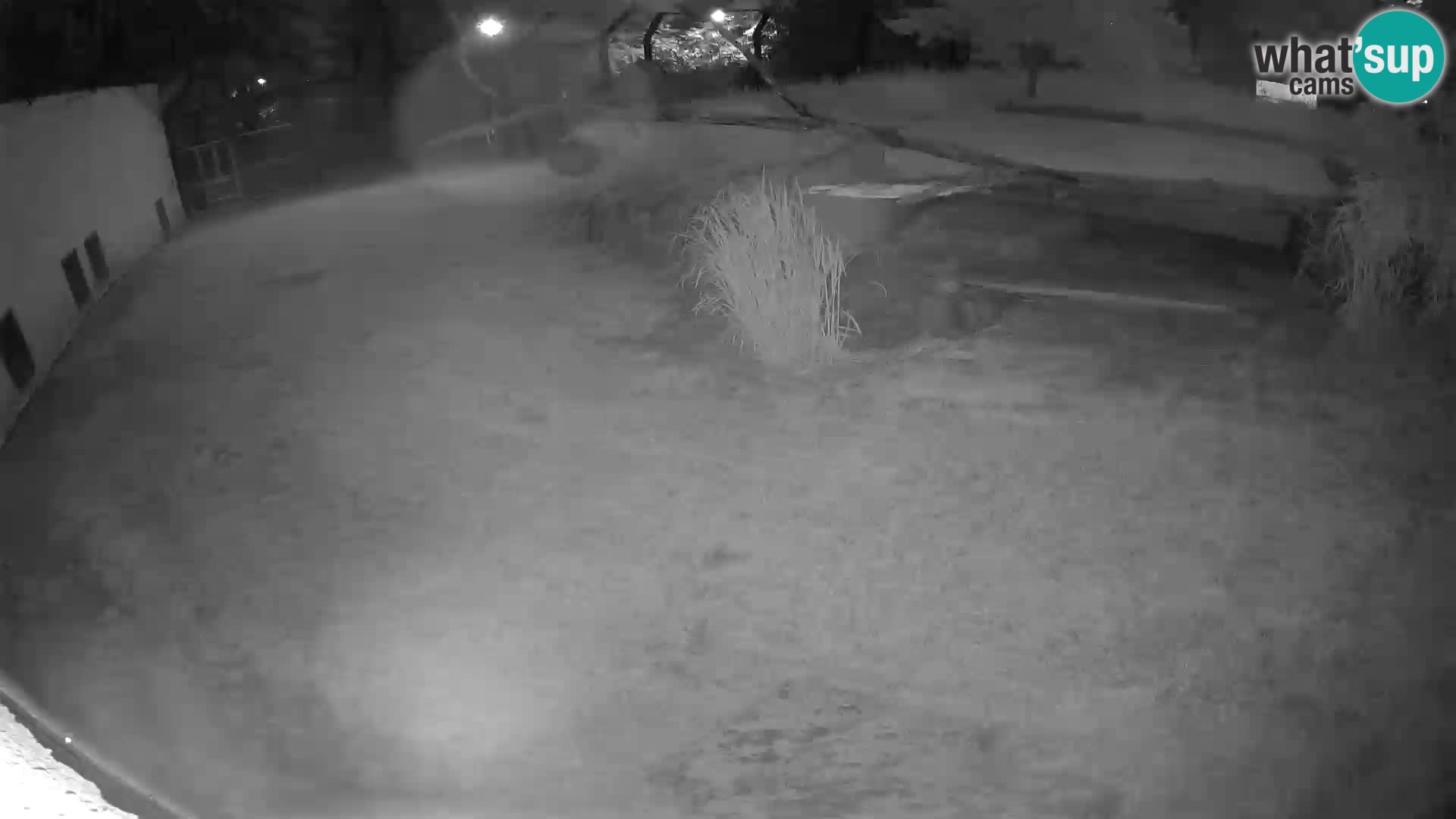 LION live Webcam in Ljubljana Zoo – Slovenia