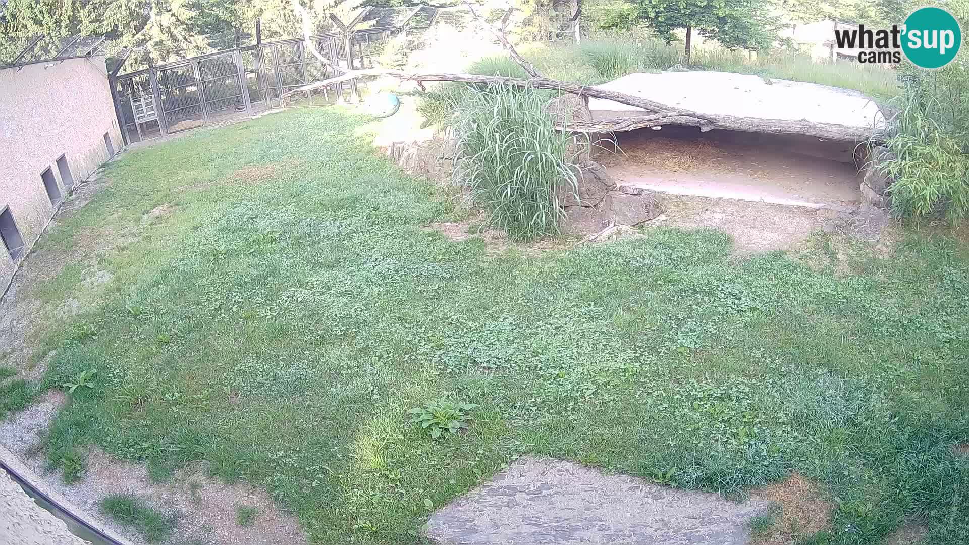 LION live Webcam in Ljubljana Zoo – Slovenia
