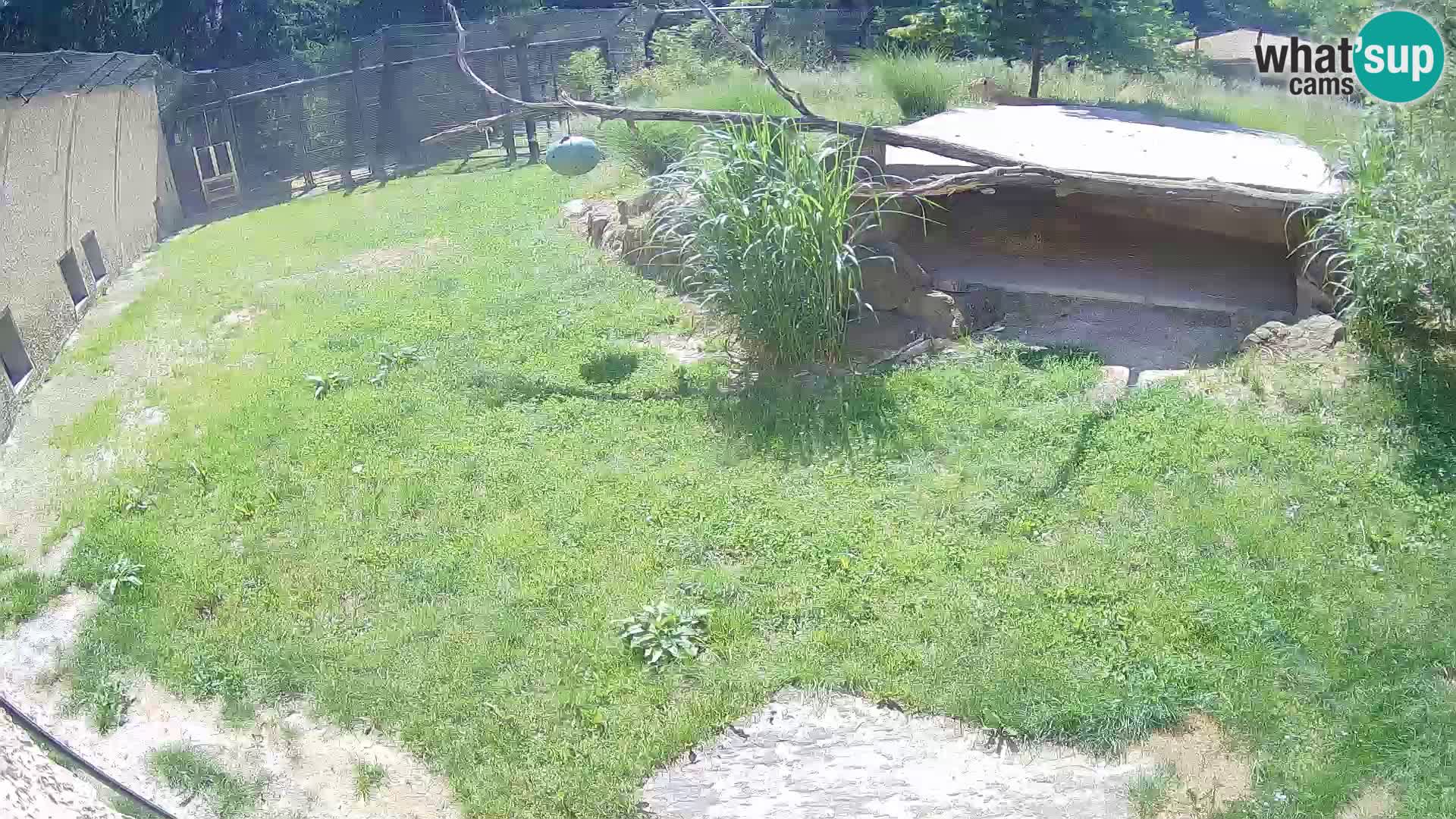LION live Webcam in Ljubljana Zoo – Slovenia