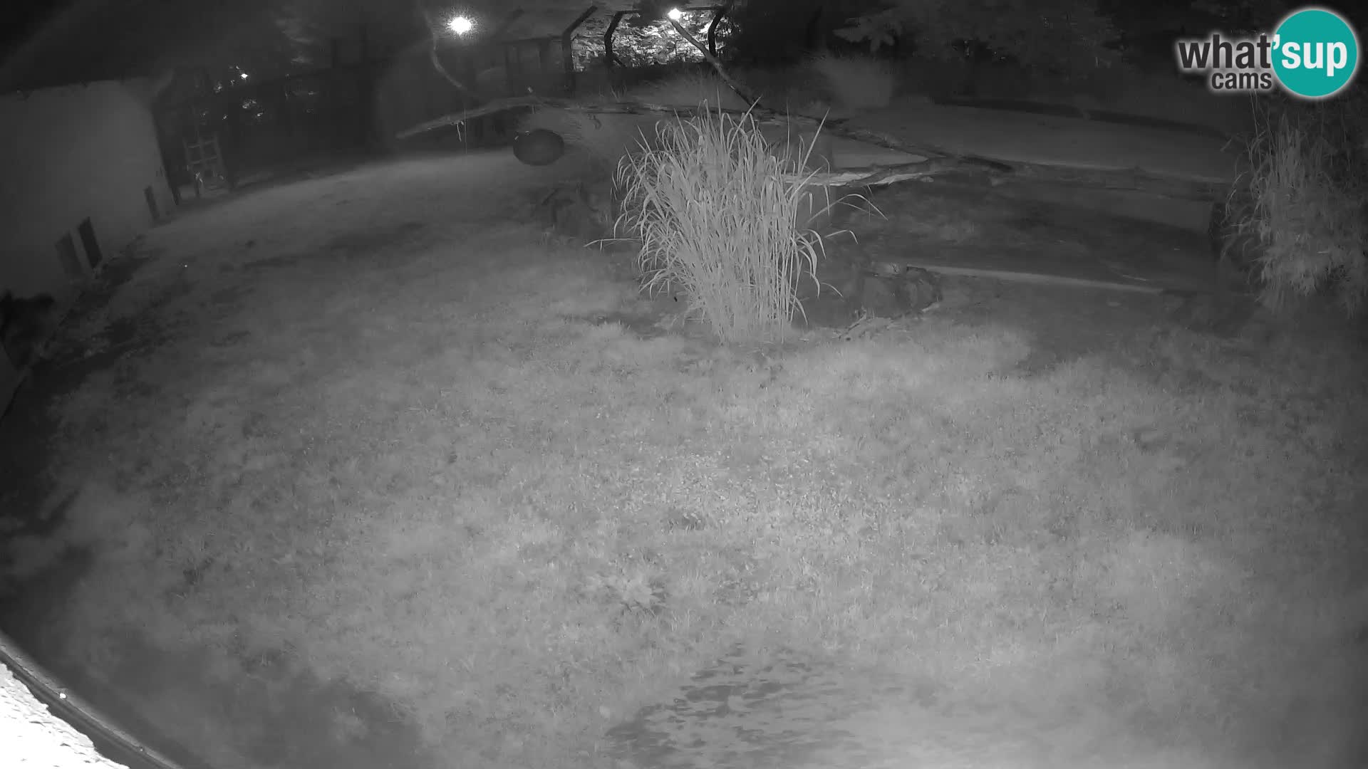 LEON Webcam en vivo en Ljubljana Zoo – Eslovenia