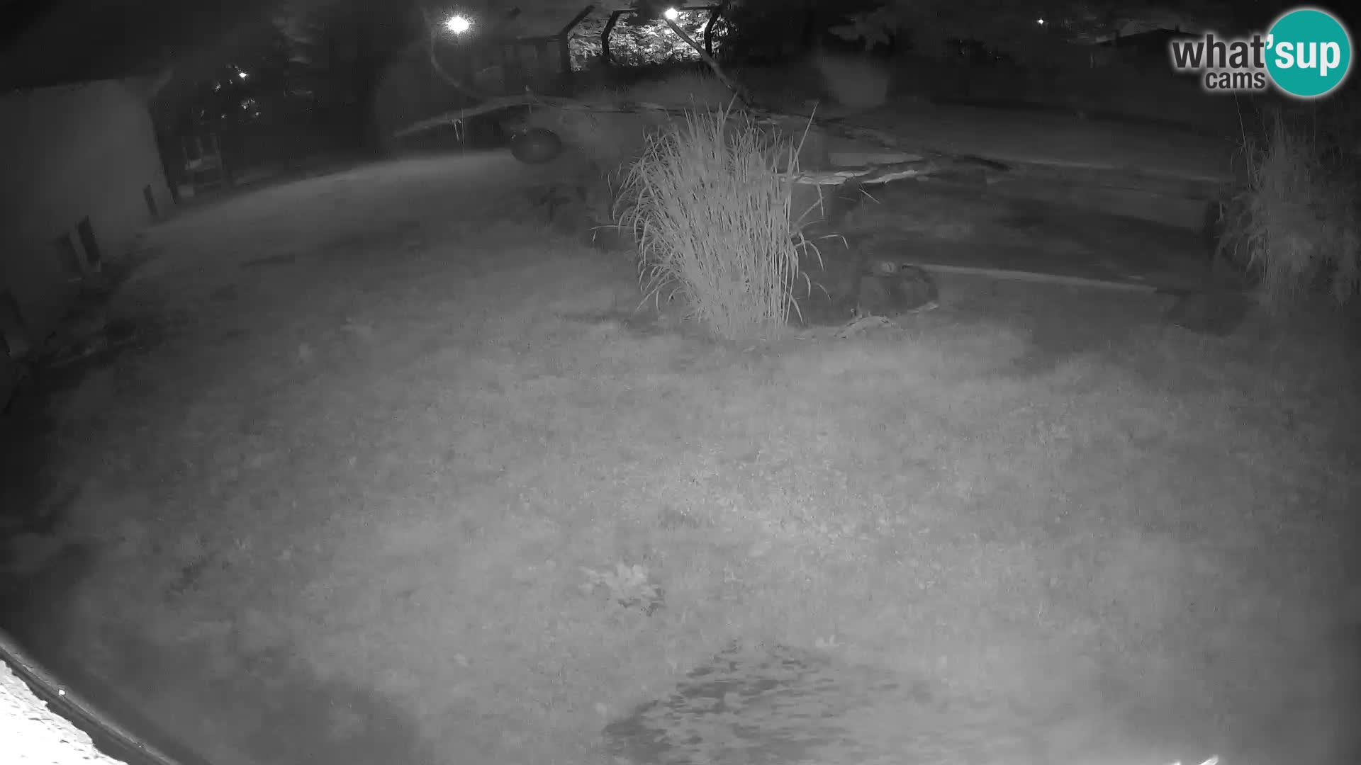 LION live Webcam in Ljubljana Zoo – Slovenia