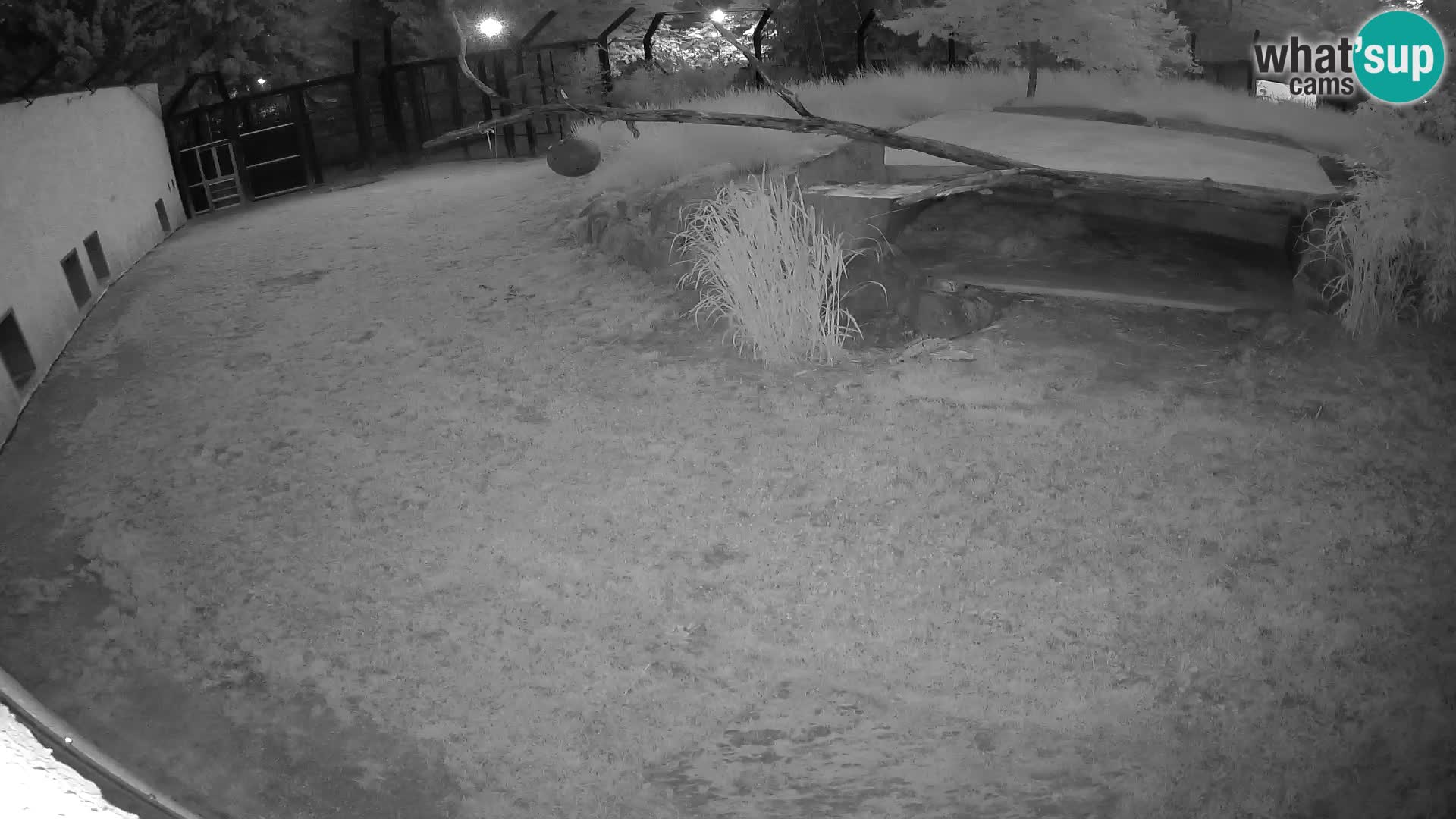 LION live Webcam in Ljubljana Zoo – Slovenia