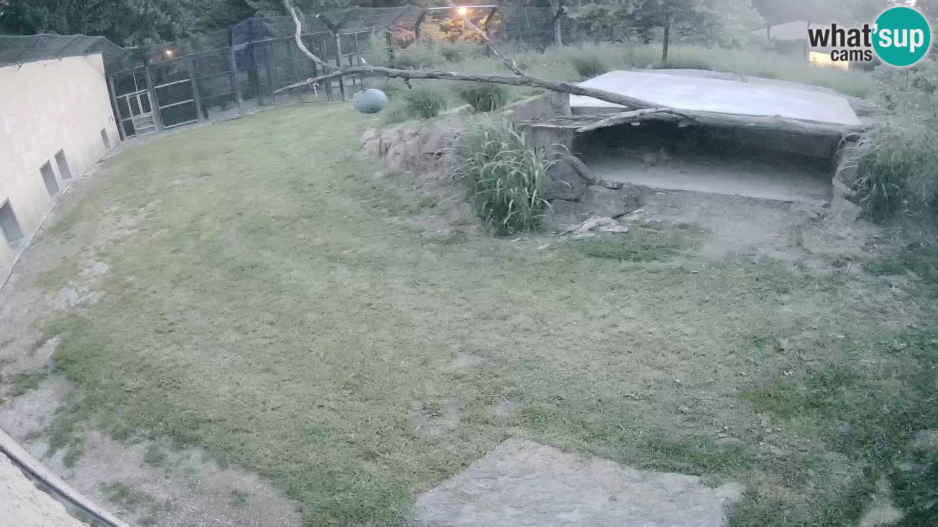 LEON Webcam en vivo en Ljubljana Zoo – Eslovenia
