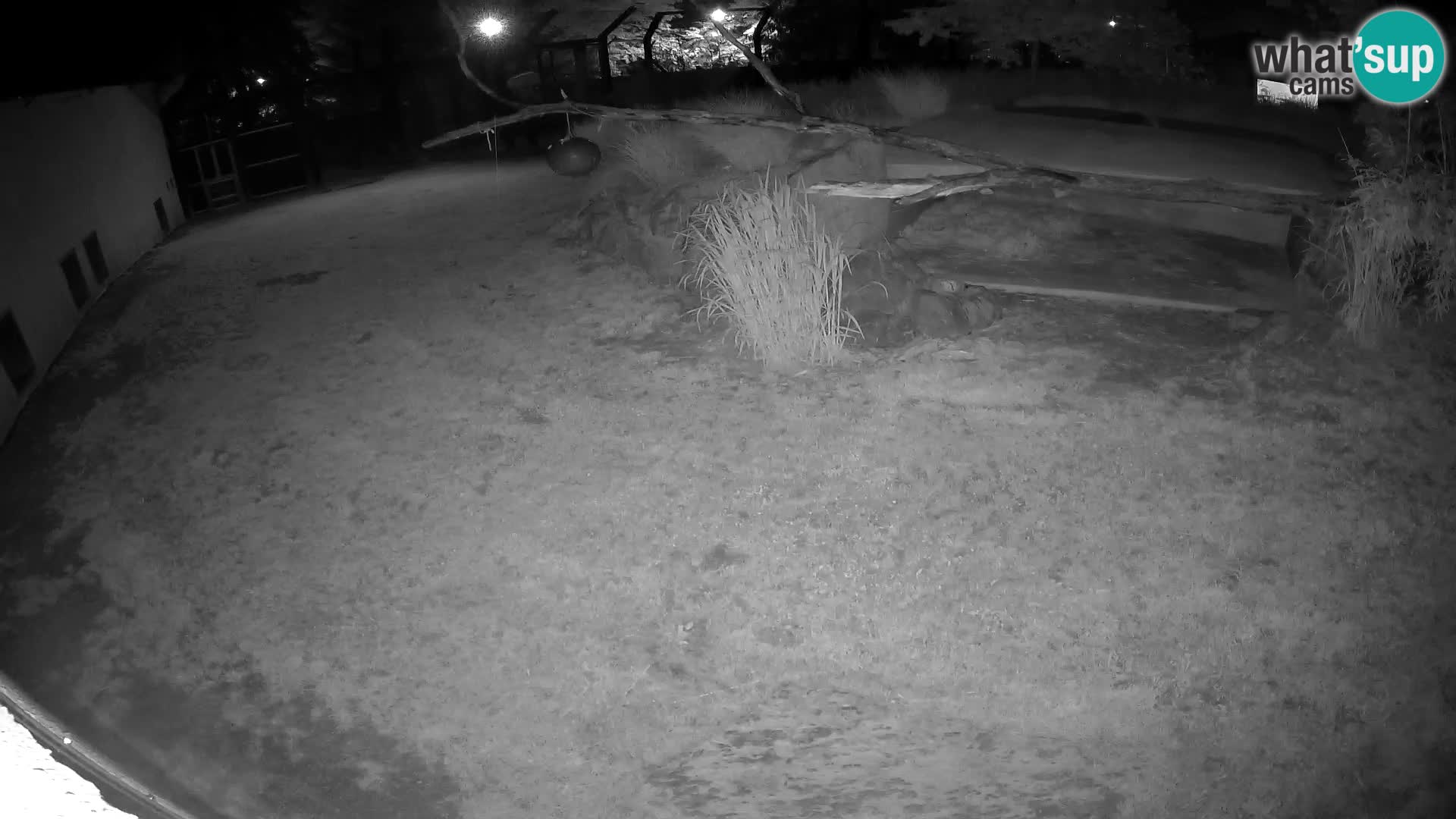 Löwe live Webcam im Zoo von Ljubljana – Slowenien