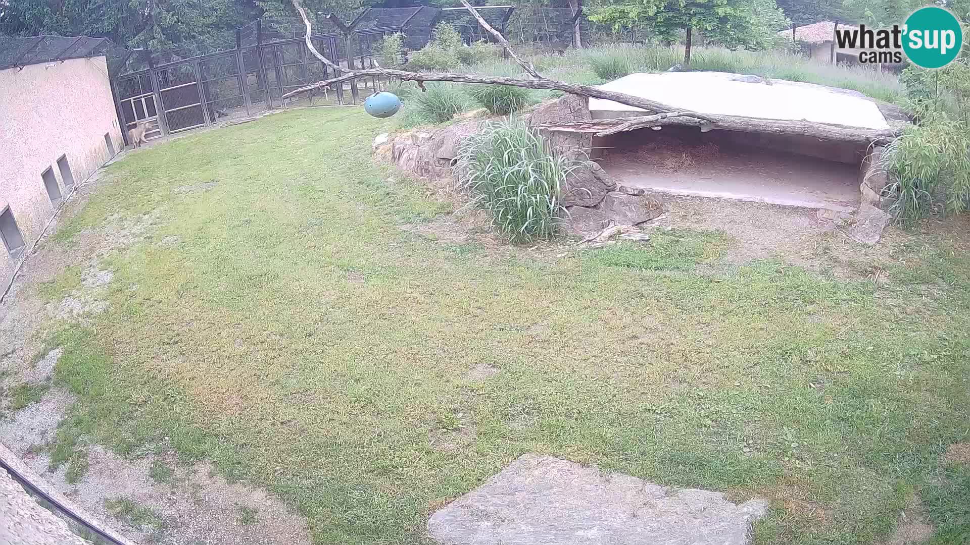 LION webcam en direct du zoo de Ljubljana – Slovénie