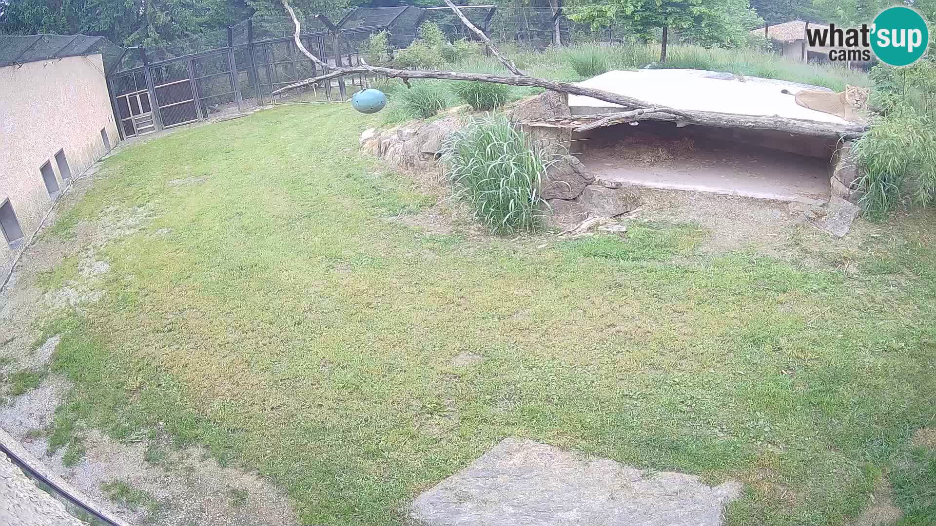 LION webcam en direct du zoo de Ljubljana – Slovénie