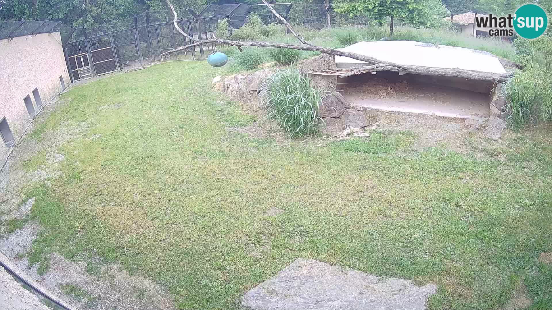 LEONE live Webcam nello zoo di Lubiana – Slovenia