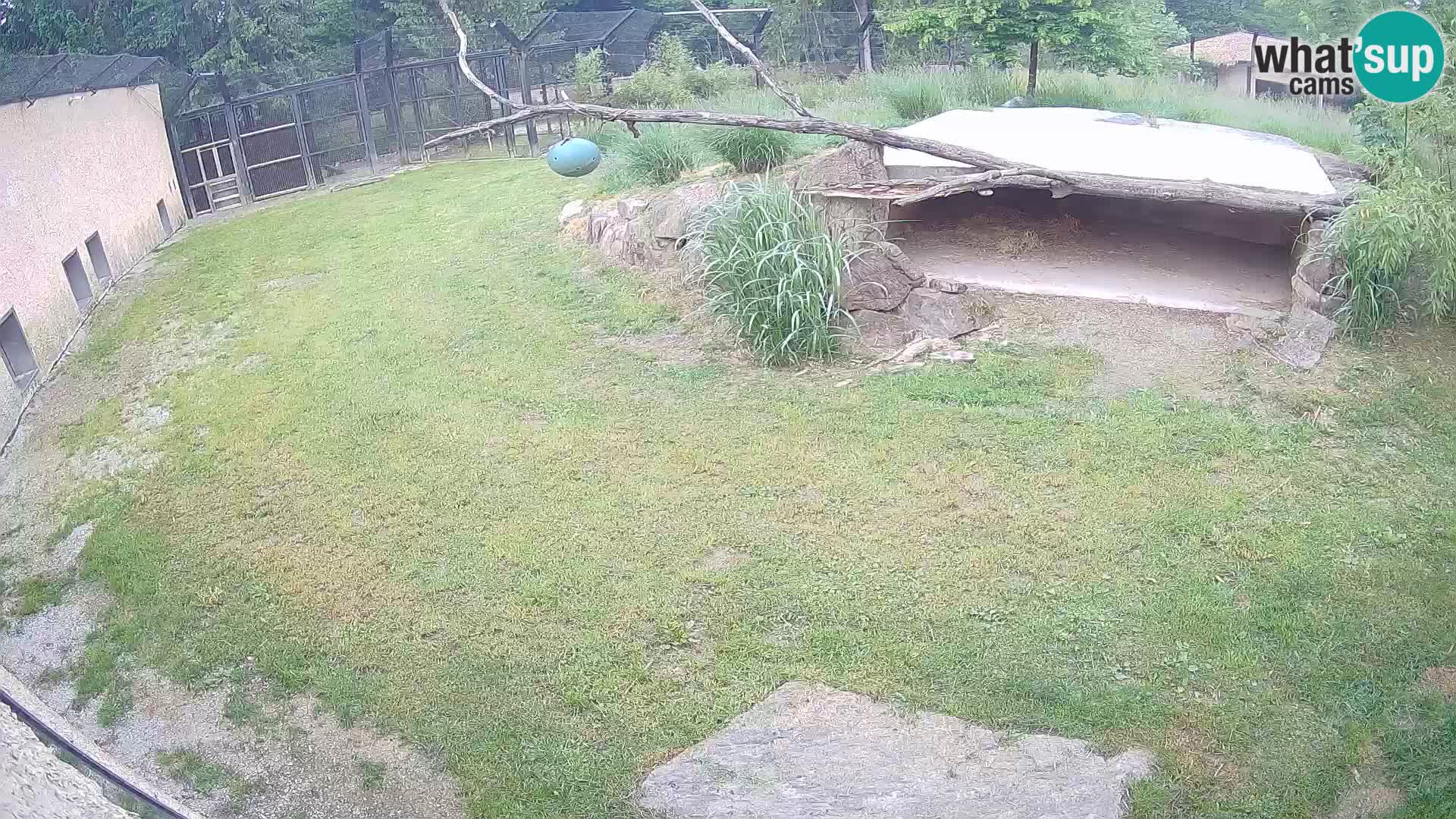 LEVI spletna kamera v živalskem vrtu Ljubljana Zoo