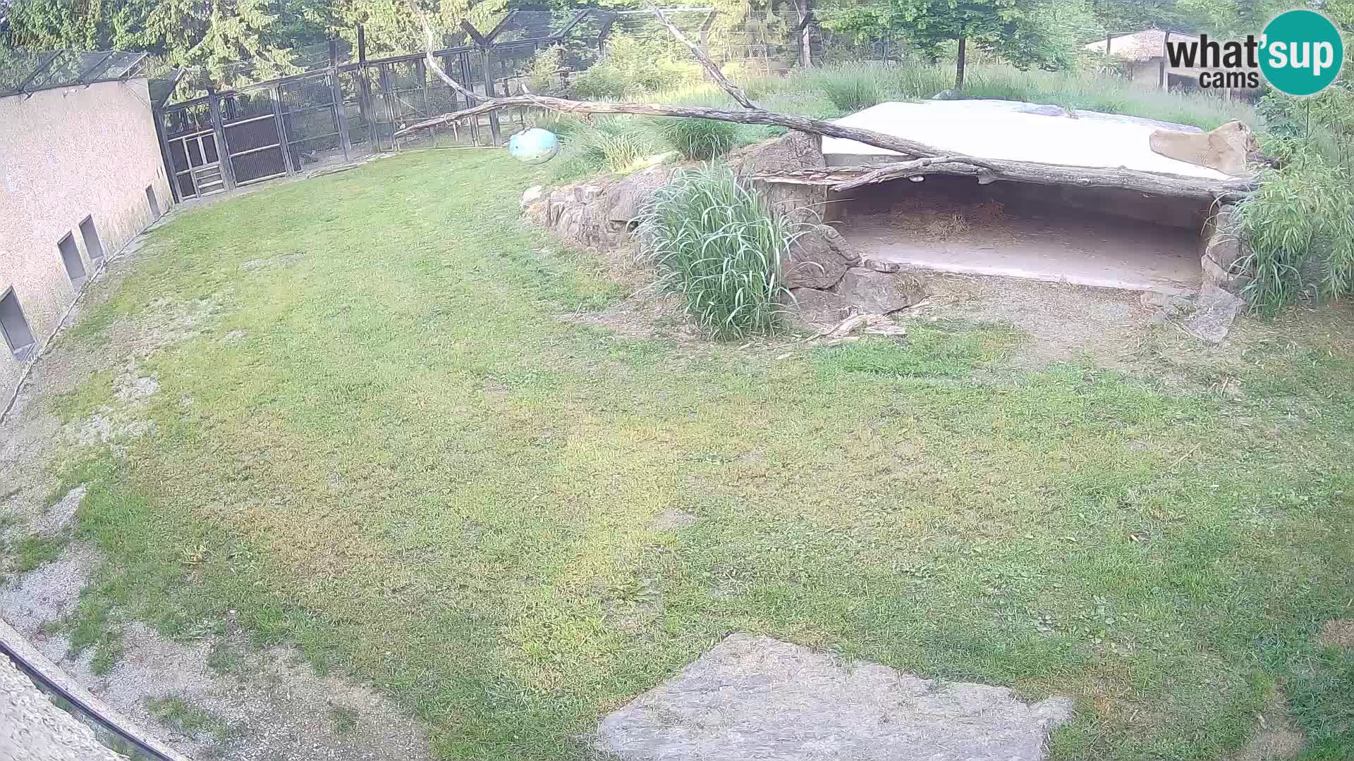 Löwe live Webcam im Zoo von Ljubljana – Slowenien