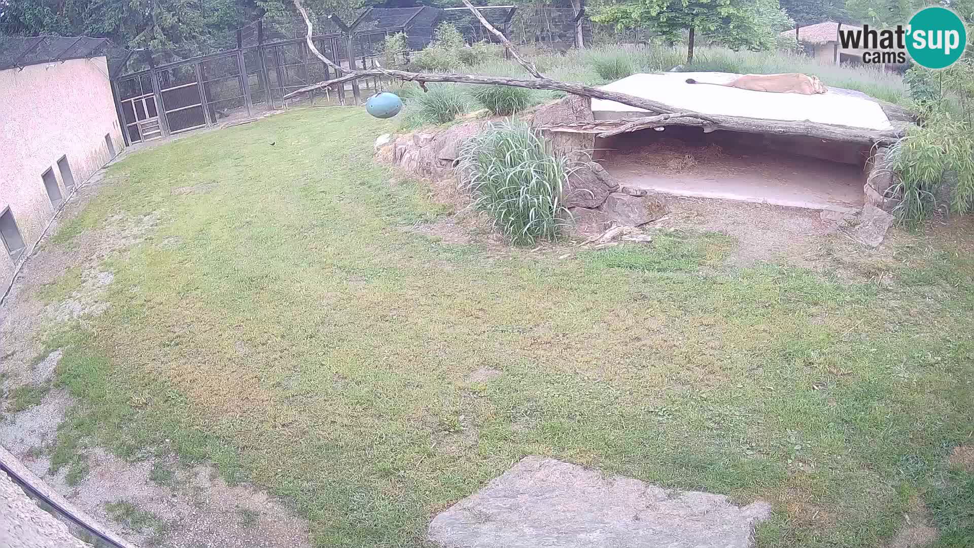 LION live Webcam in Ljubljana Zoo – Slovenia