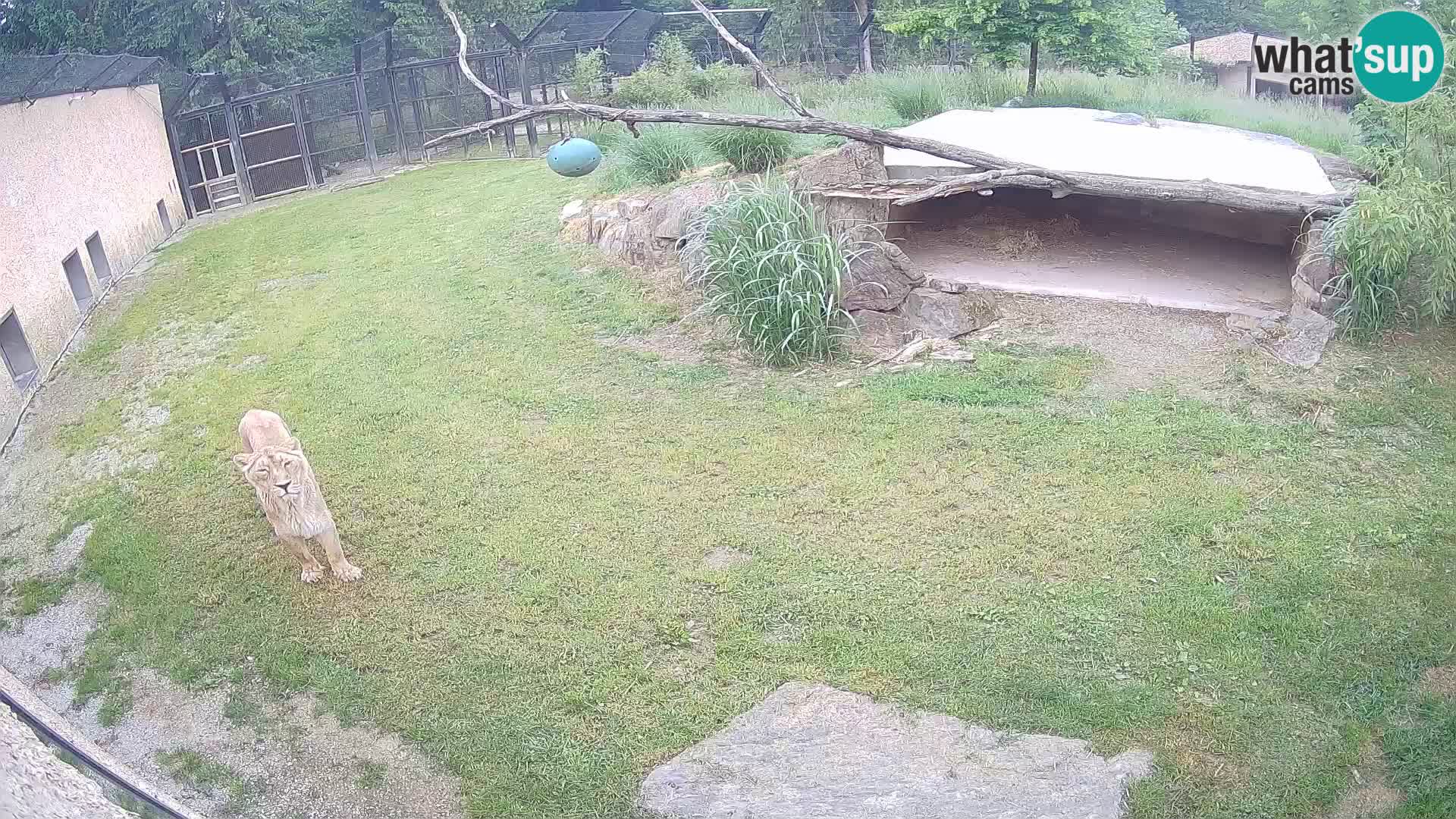 LEVI spletna kamera v živalskem vrtu Ljubljana Zoo