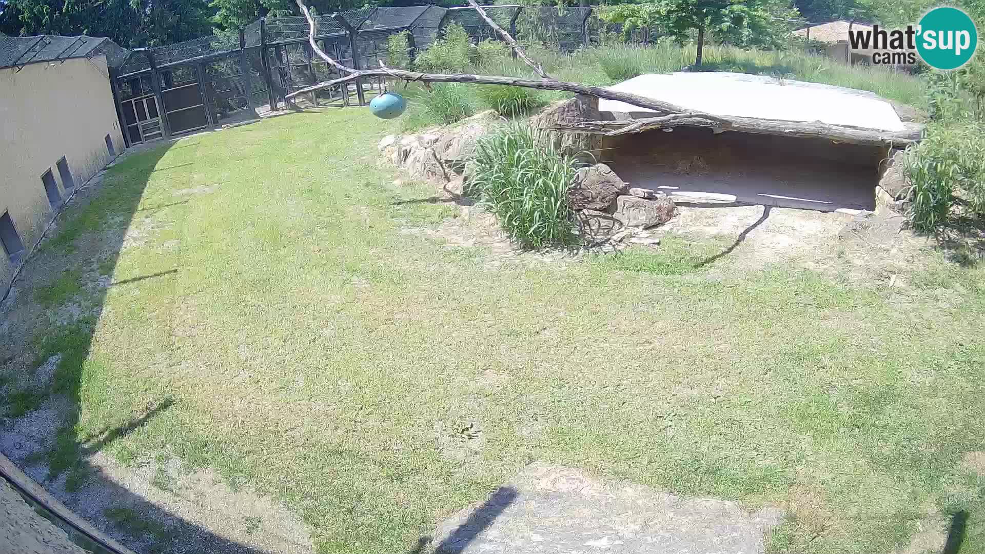 LION webcam en direct du zoo de Ljubljana – Slovénie