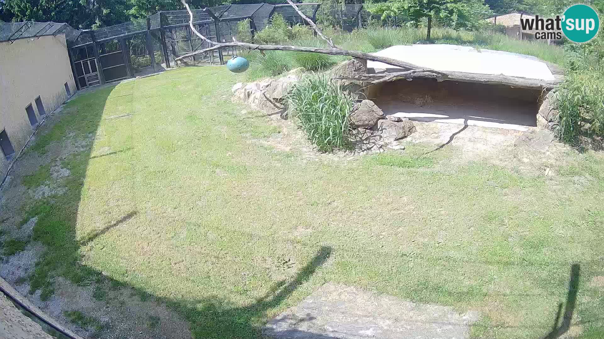 LEONE live Webcam nello zoo di Lubiana – Slovenia