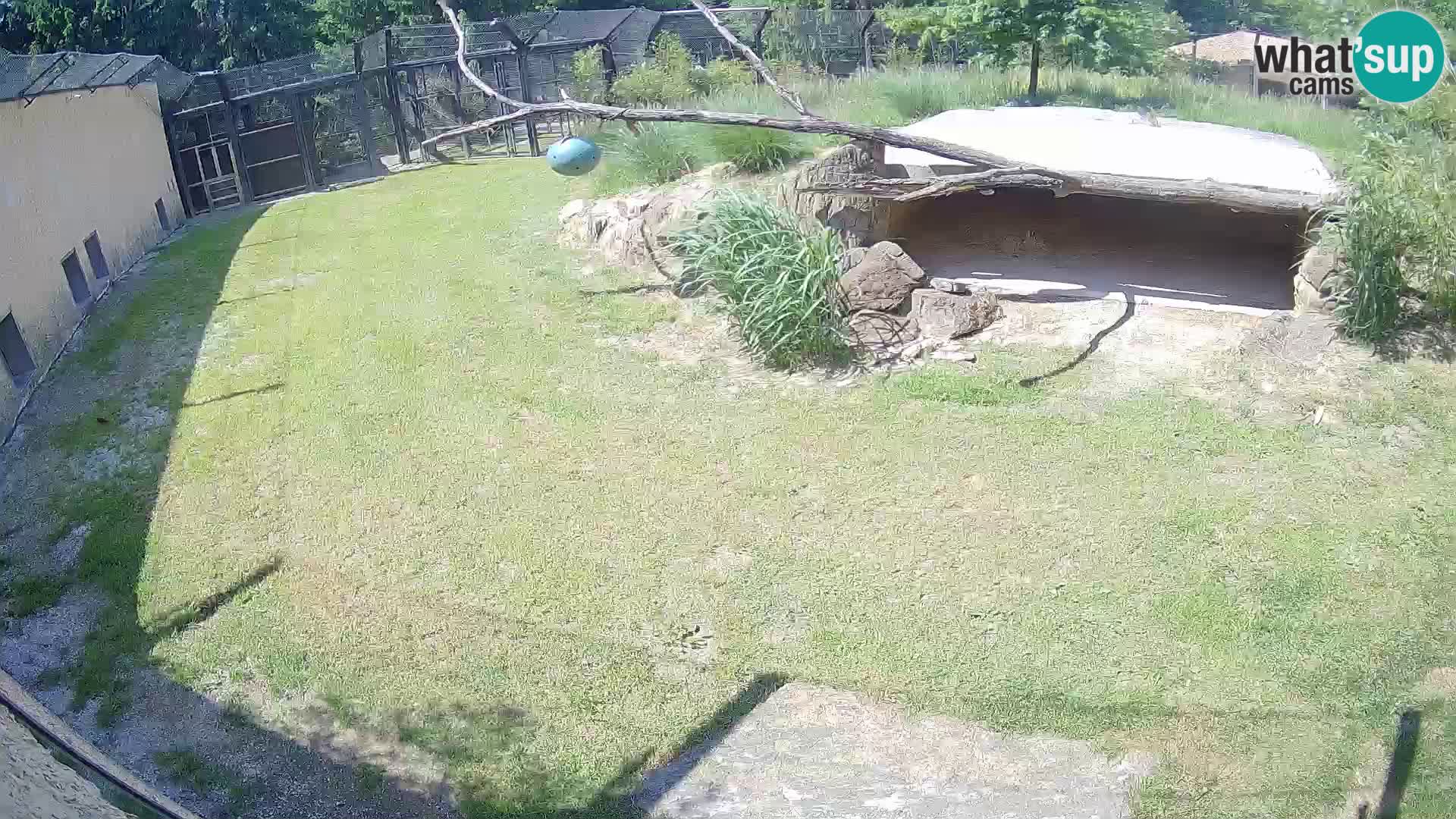 LION webcam en direct du zoo de Ljubljana – Slovénie