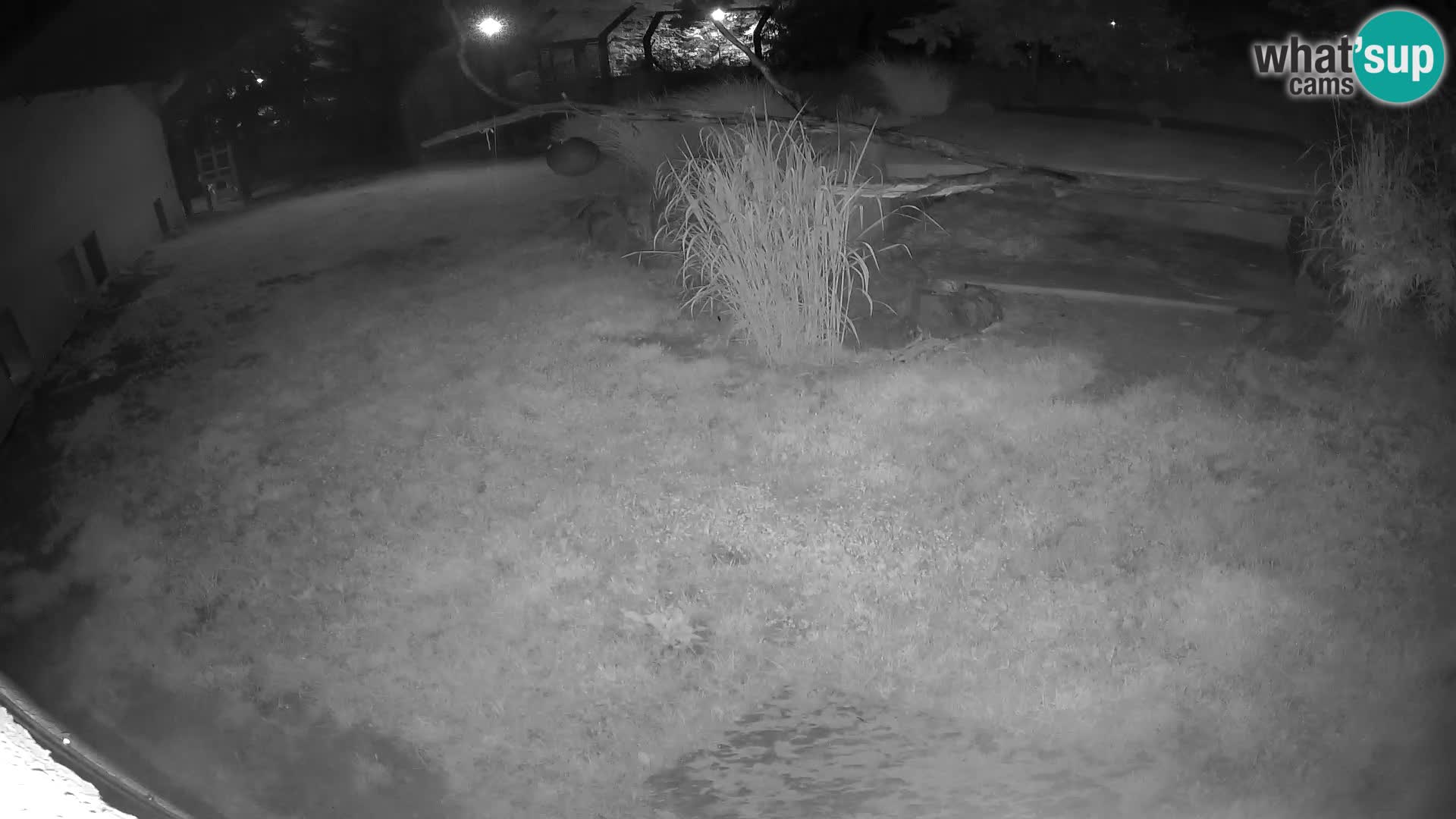 LEON Webcam en vivo en Ljubljana Zoo – Eslovenia