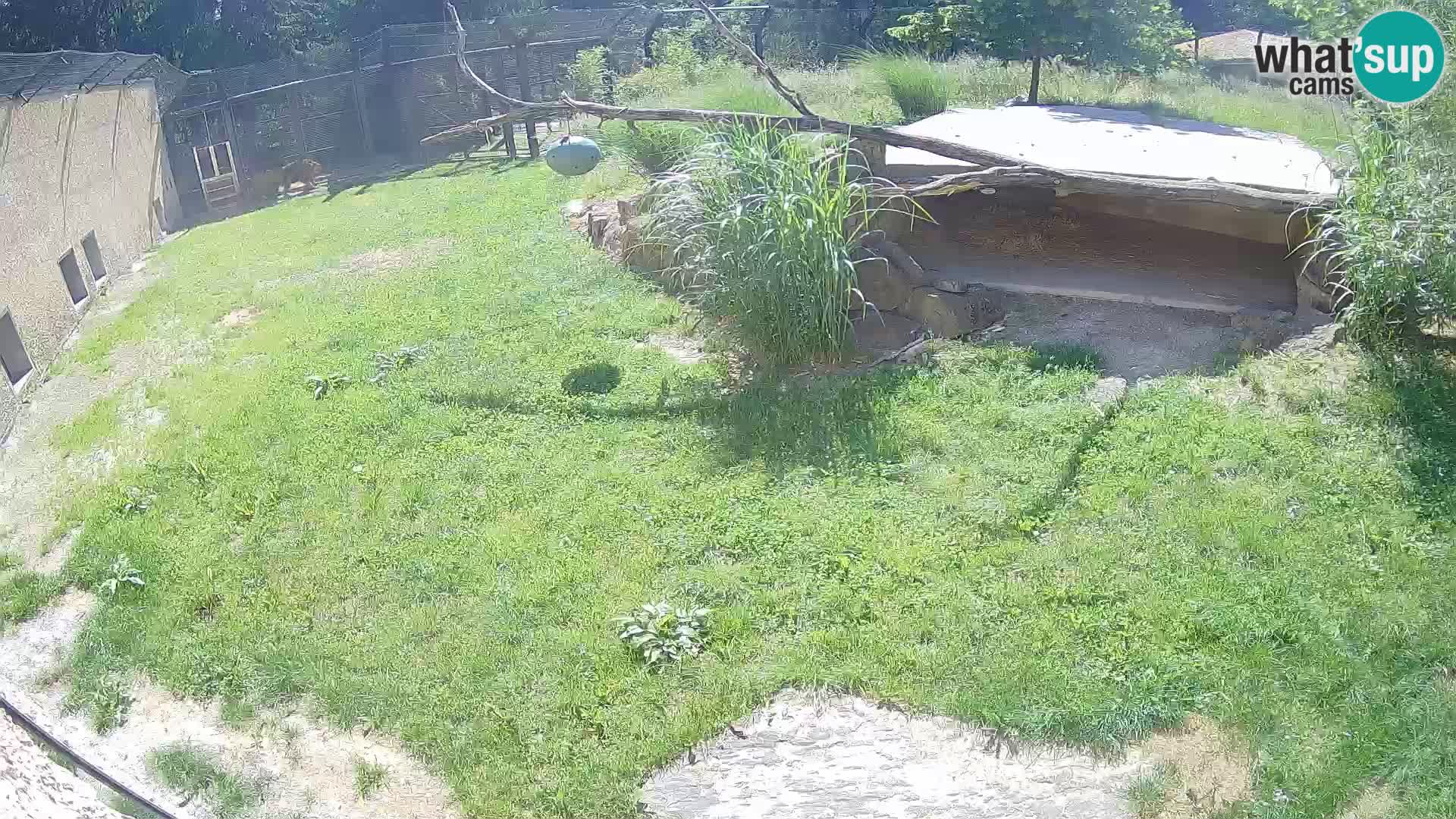 Lavovi web kamera uživo u ljubljanskom zoološkom vrtu – Slovenija