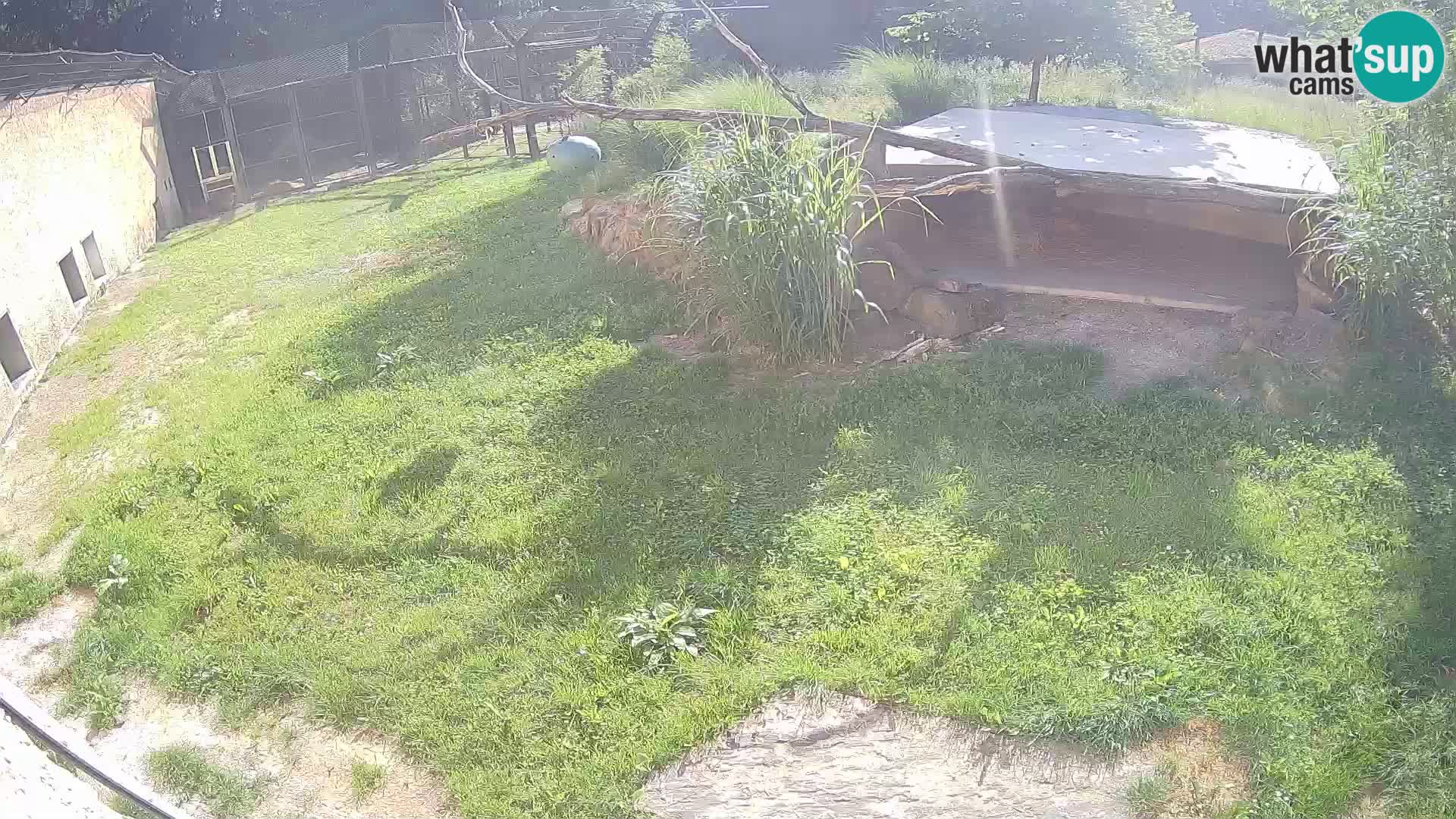 LION live Webcam in Ljubljana Zoo – Slovenia