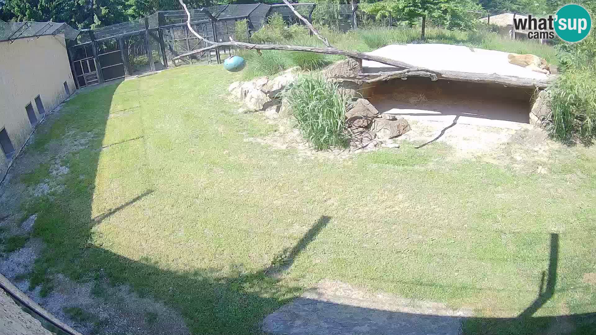LEVI spletna kamera v živalskem vrtu Ljubljana Zoo