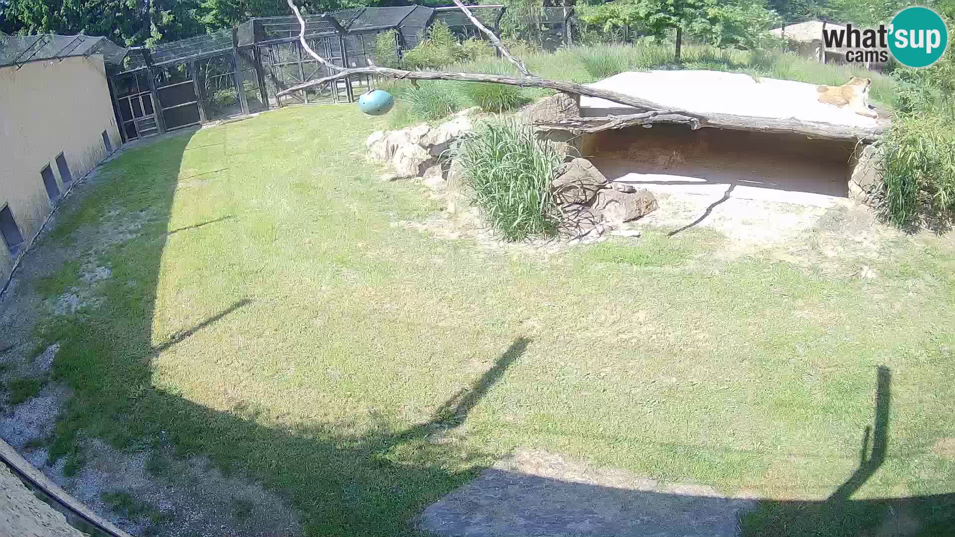 LEON Webcam en vivo en Ljubljana Zoo – Eslovenia