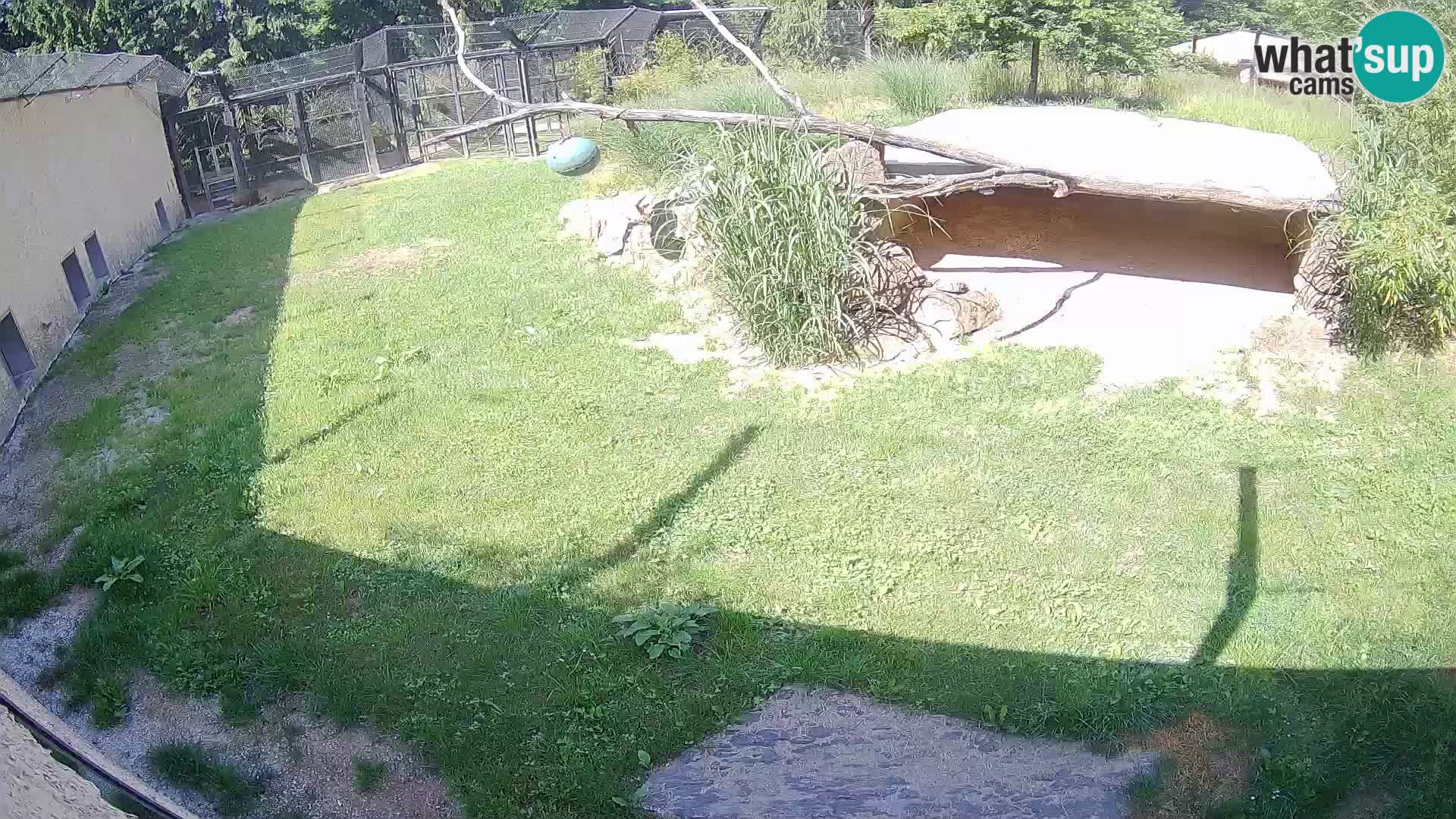 LEONE live Webcam nello zoo di Lubiana – Slovenia