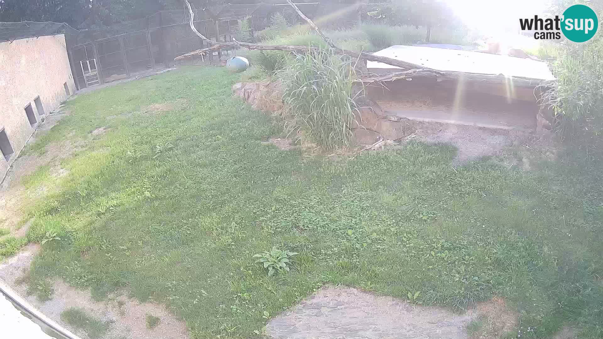 LION live Webcam in Ljubljana Zoo – Slovenia