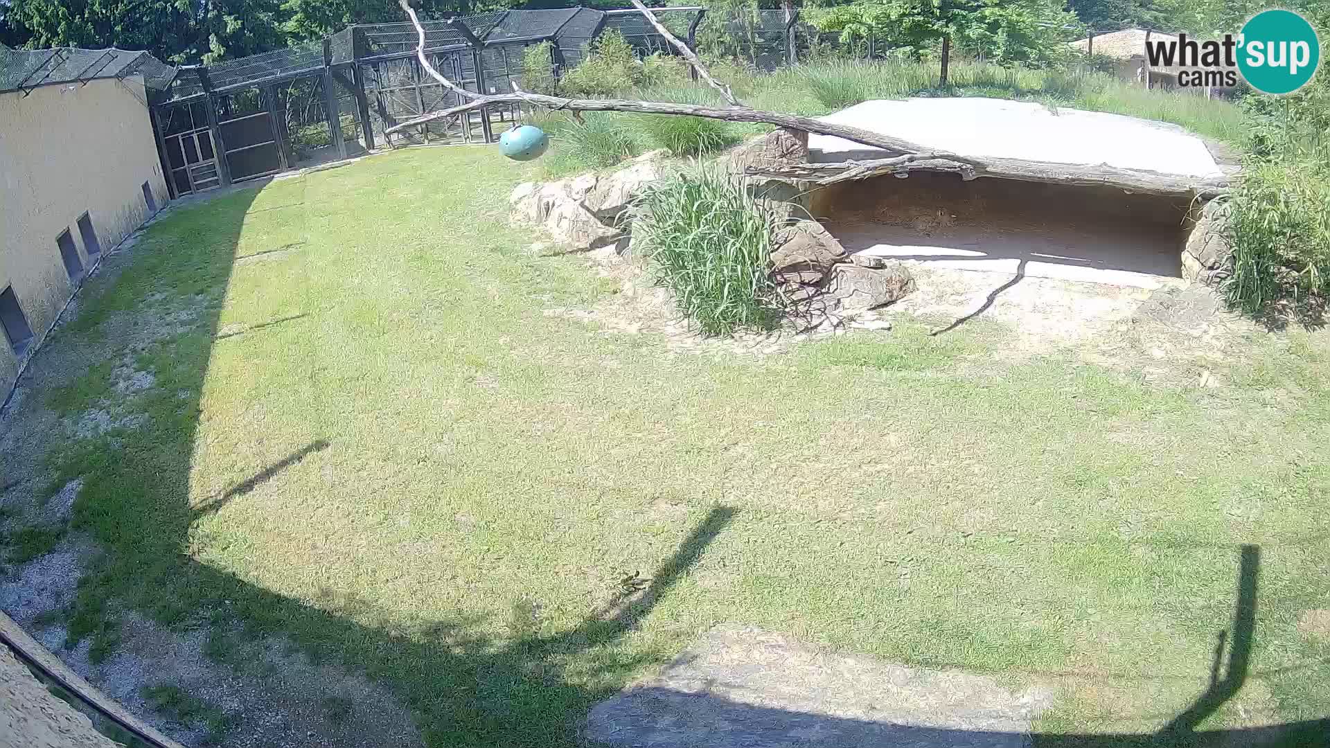 LEVI spletna kamera v živalskem vrtu Ljubljana Zoo