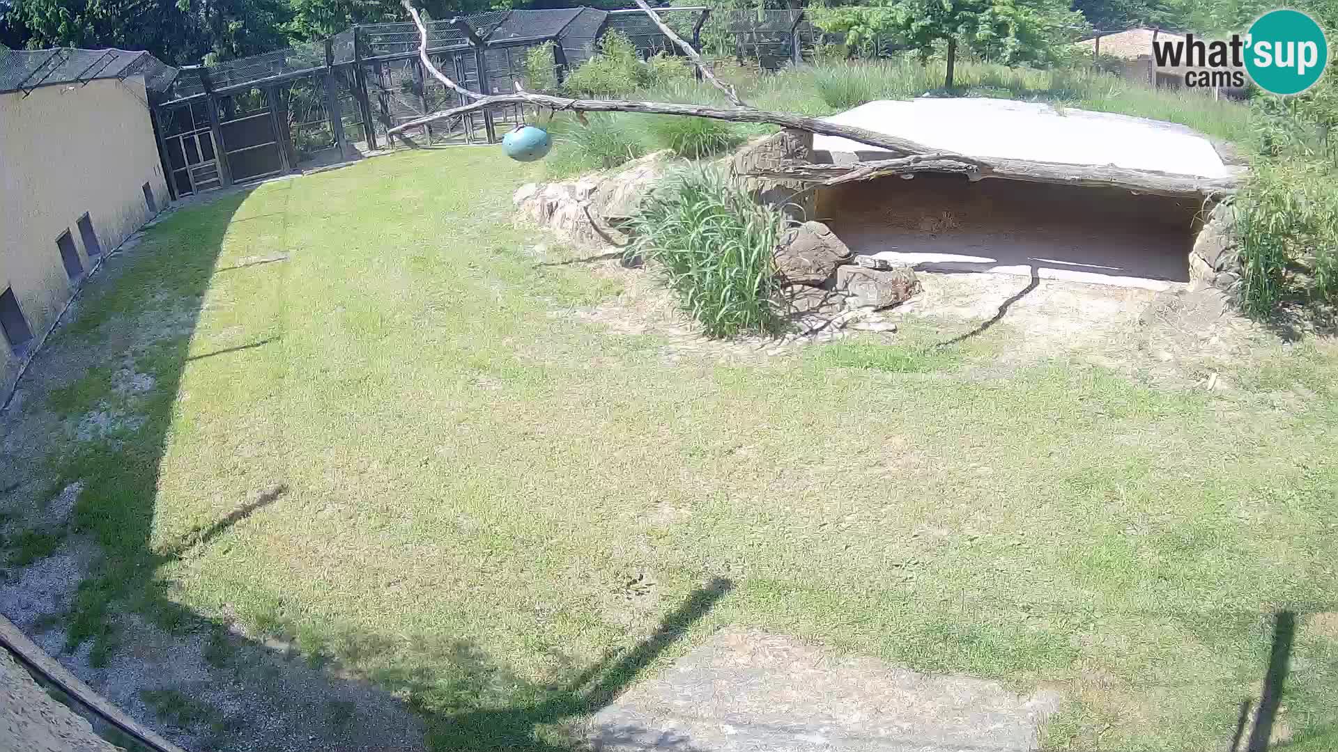 LION live Webcam in Ljubljana Zoo – Slovenia