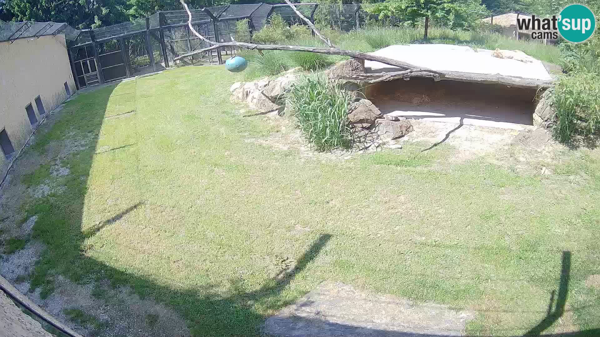LEVI spletna kamera v živalskem vrtu Ljubljana Zoo