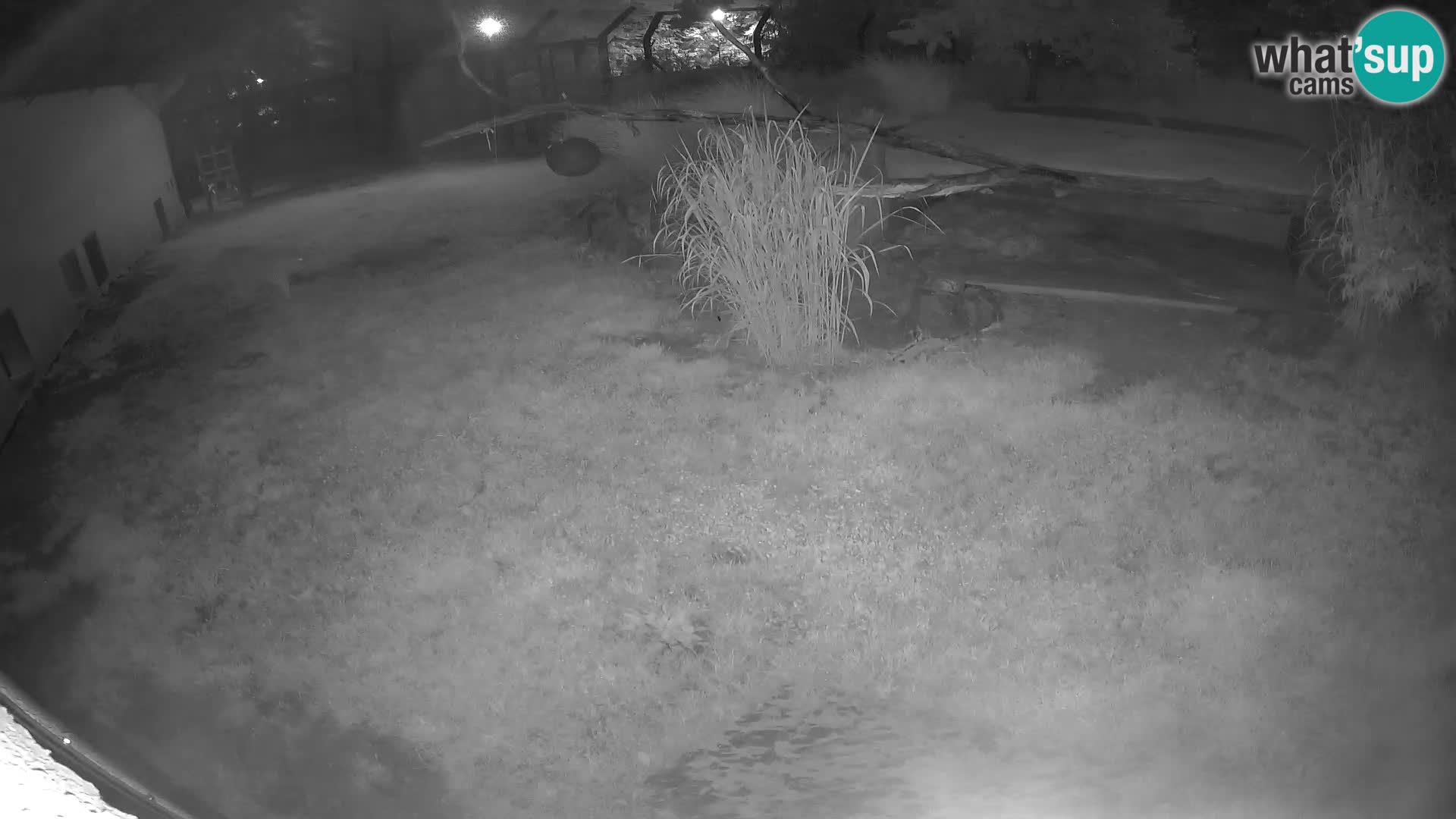 LION live Webcam in Ljubljana Zoo – Slovenia