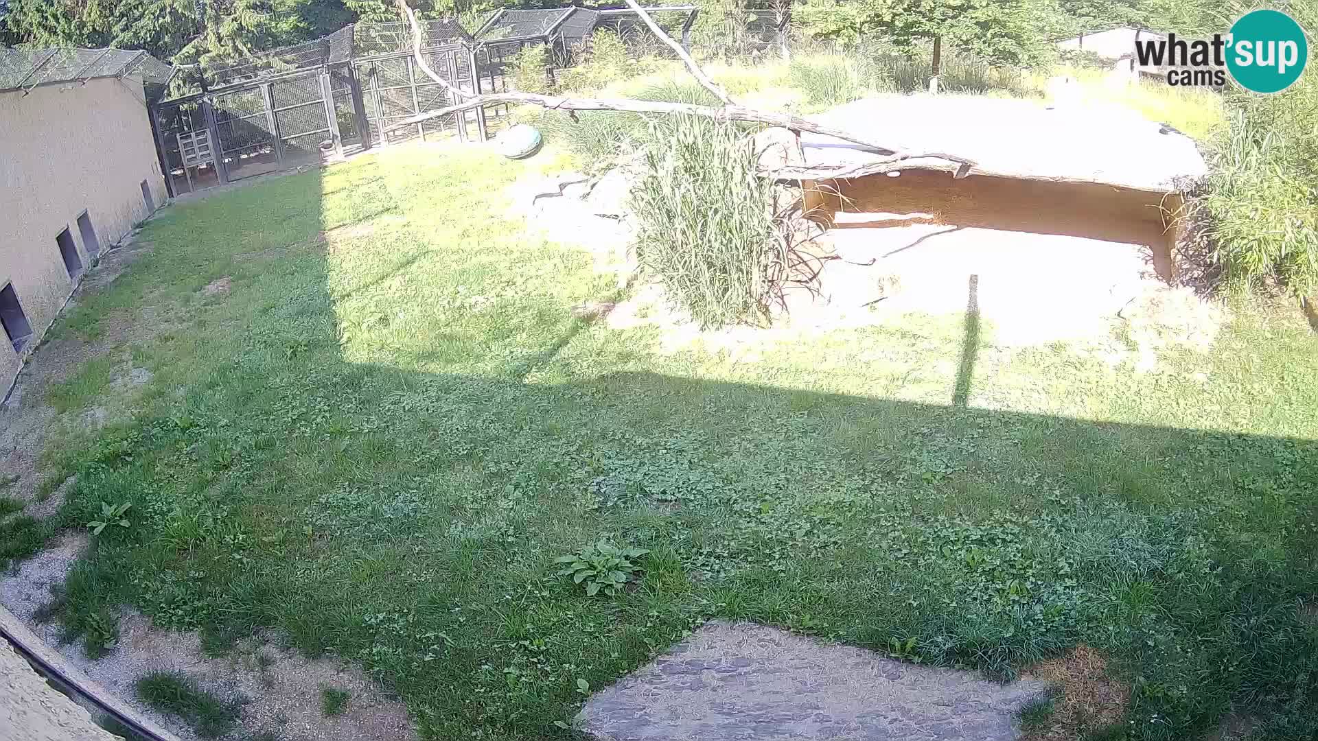 LEONE live Webcam nello zoo di Lubiana – Slovenia