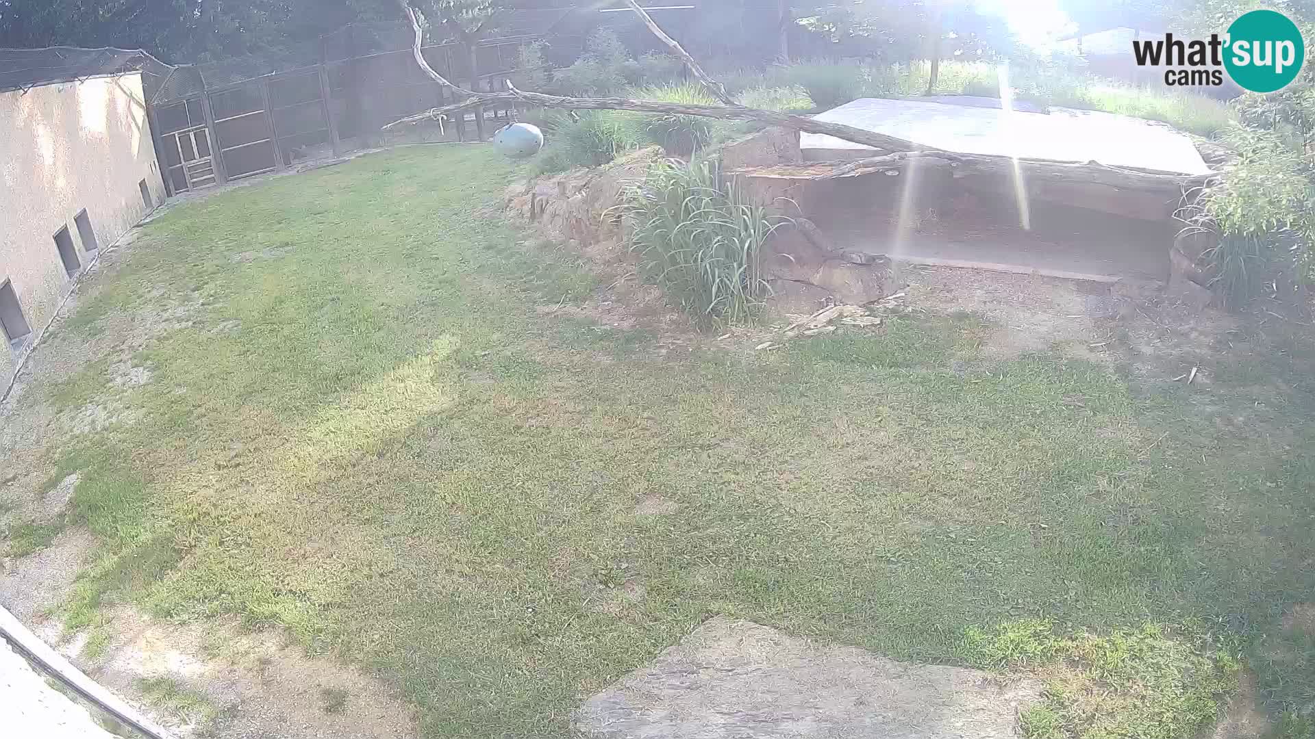 LION live Webcam in Ljubljana Zoo – Slovenia