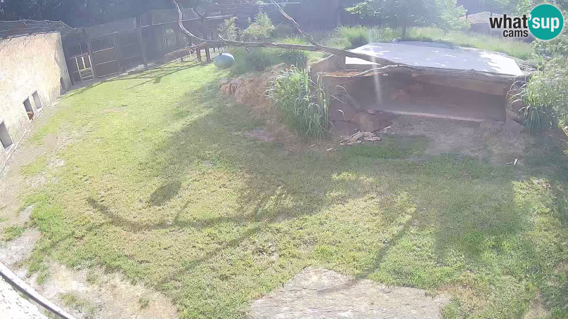 LEVI spletna kamera v živalskem vrtu Ljubljana Zoo