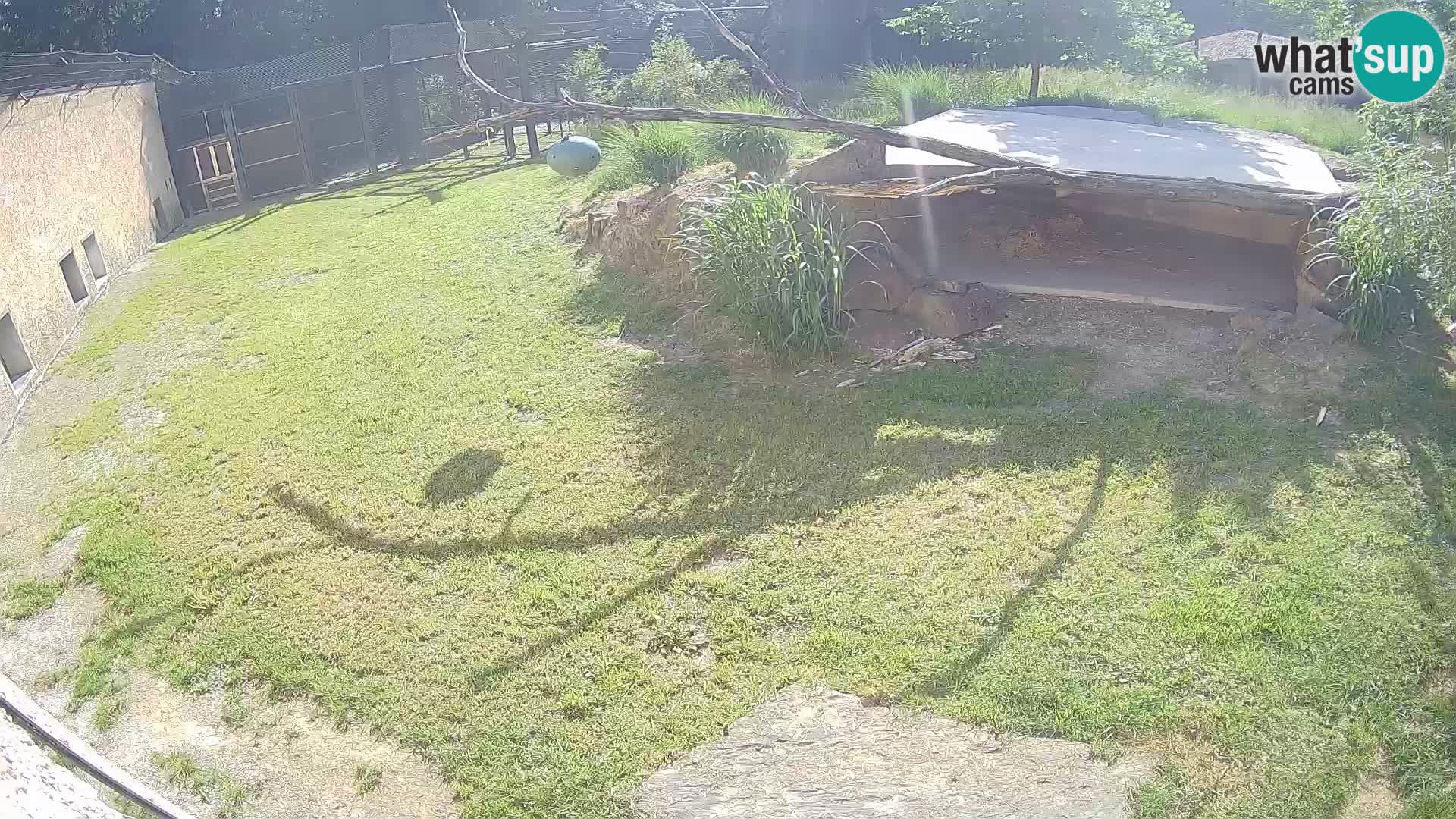 LEONE live Webcam nello zoo di Lubiana – Slovenia