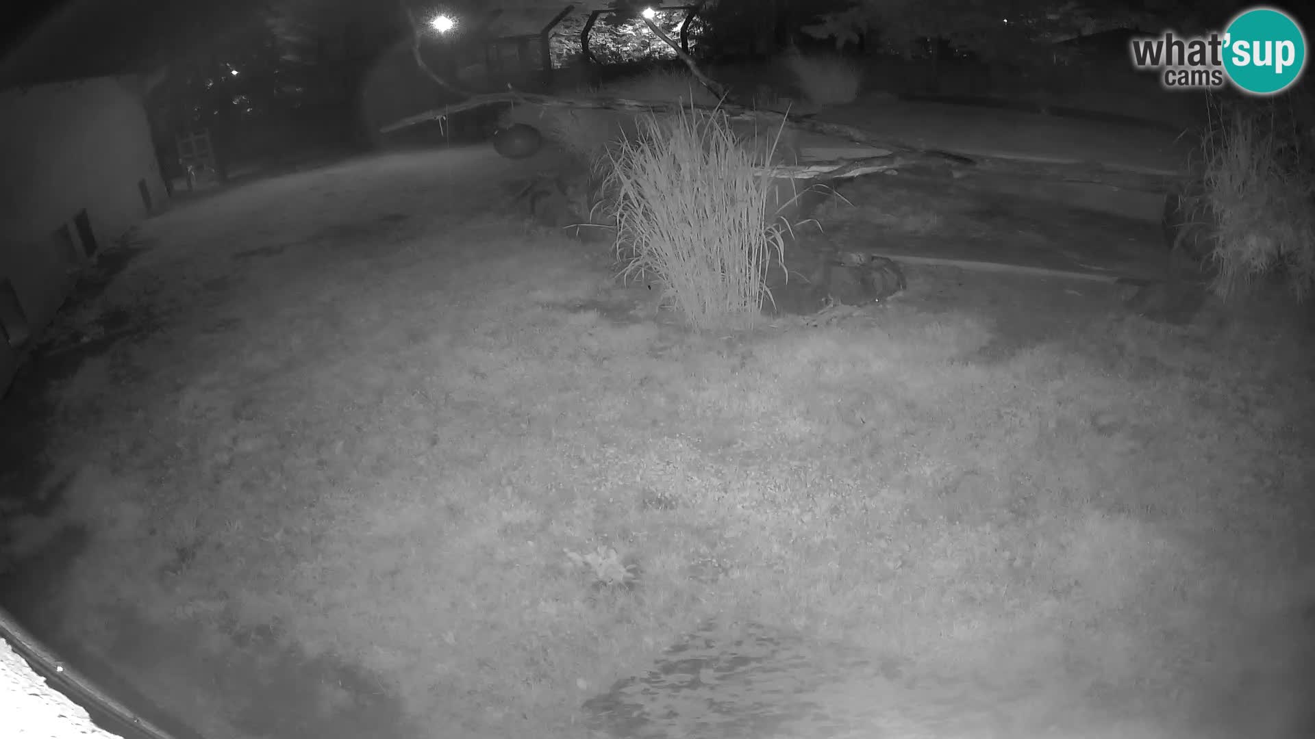 Löwe live Webcam im Zoo von Ljubljana – Slowenien